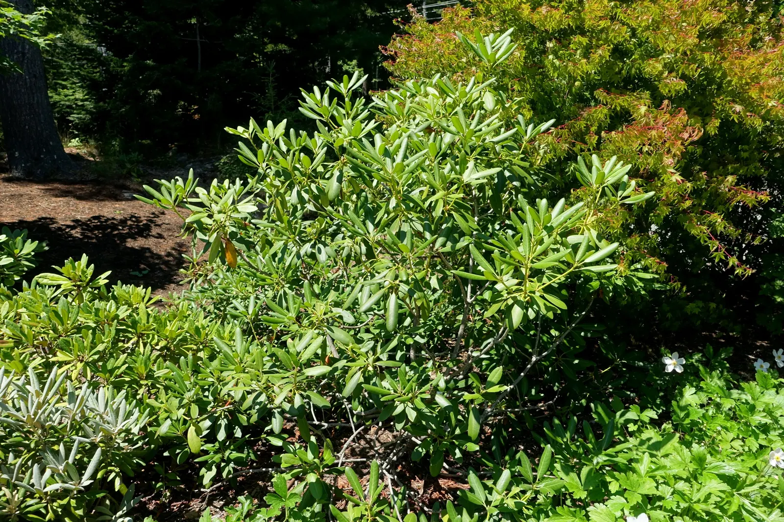 Catawba Rhododendron (Rhododendron Catawbiense) — commonly known as Catawba Rhododendron