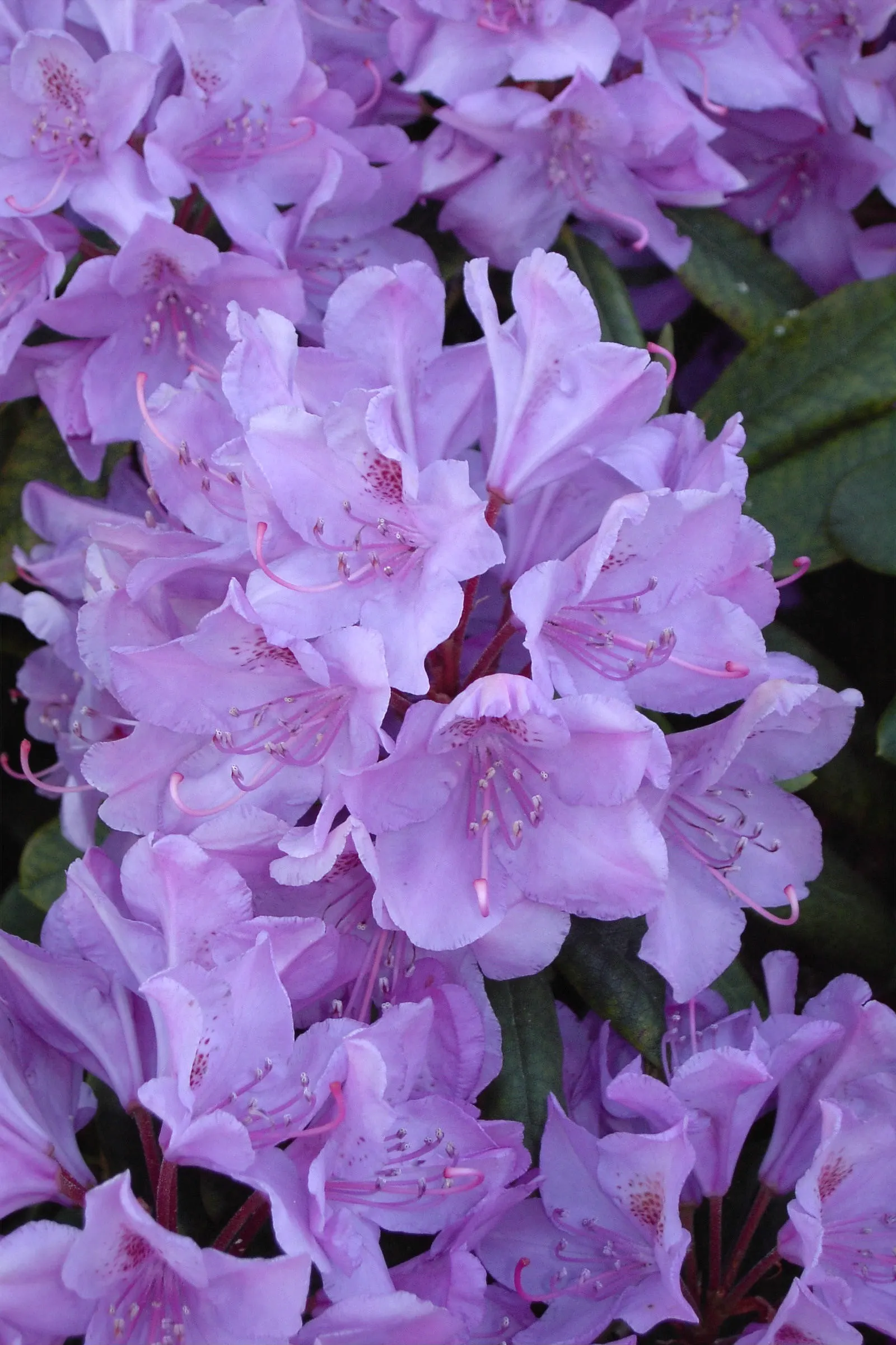 Catawba Rhododendron (Rhododendron Catawbiense) — When designing your landscape; ensuring consistent moisture without waterlogging the roots