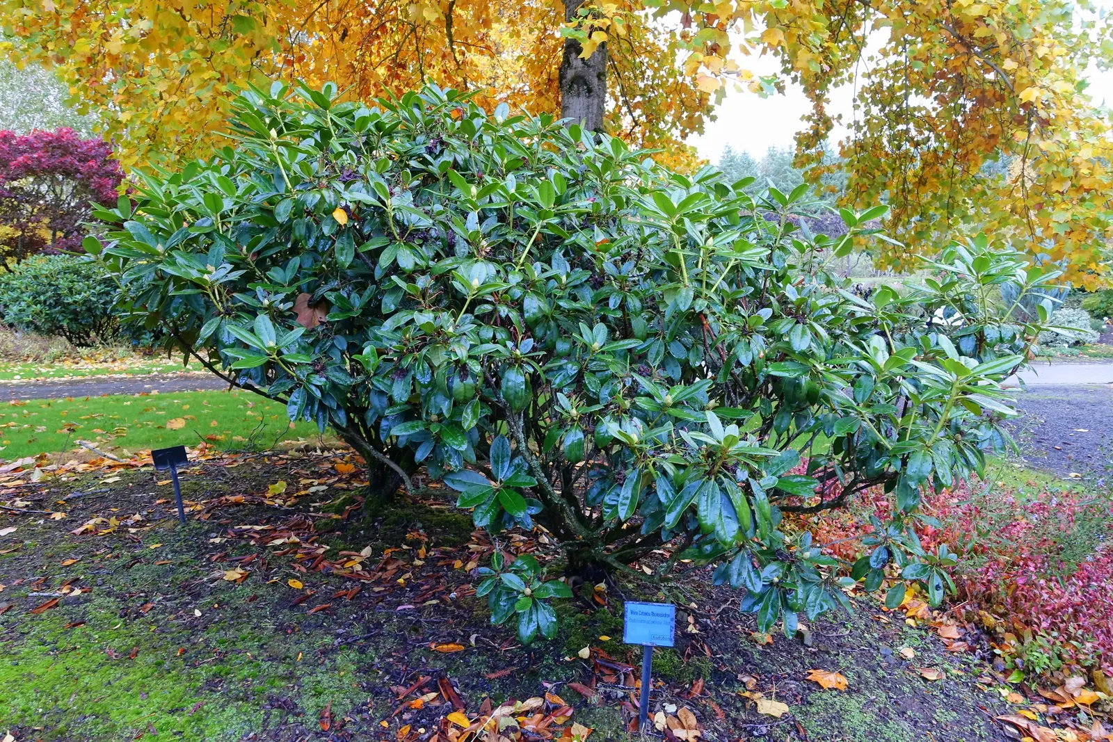 Catawba Rhododendron (Rhododendron Catawbiense) — or as a naturalized element in woodland settings for year-round interest