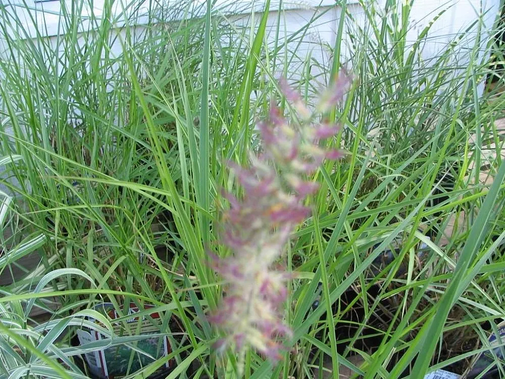Karley Rose Oriental Fountain Grass (Pennisetum Orientale 'Karley Rose') — is a stunning and robust perennial that brings grace and movement to any landscape