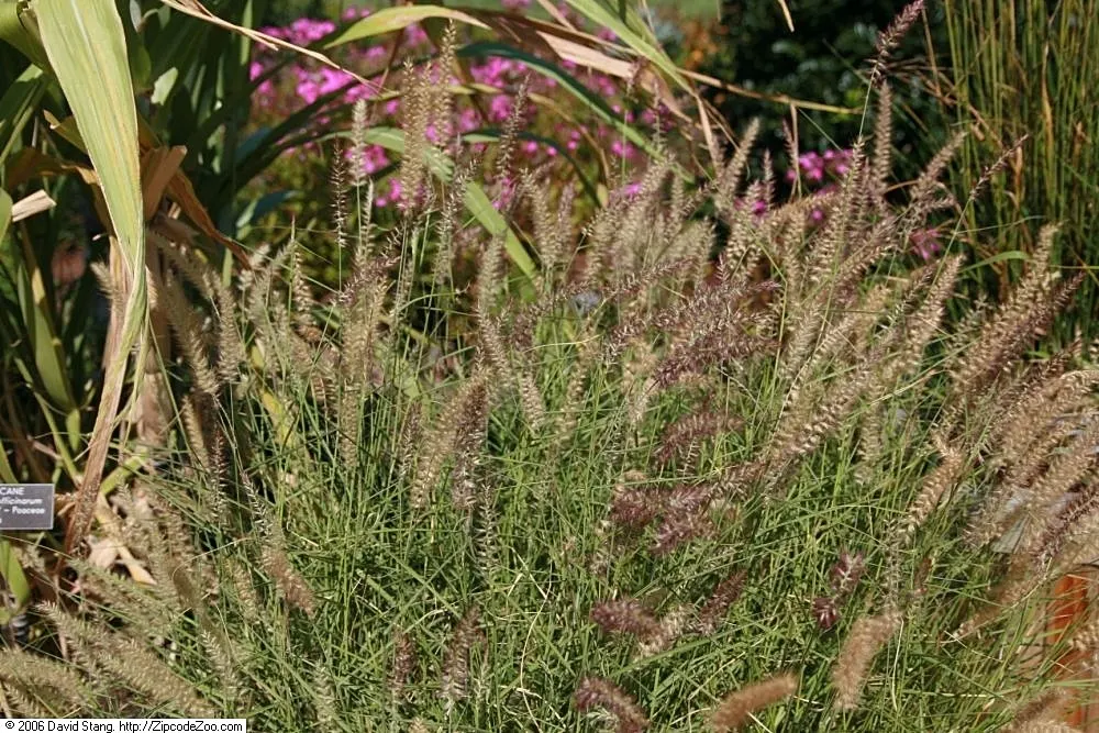 Karley Rose Oriental Fountain Grass (Pennisetum Orientale 'Karley Rose') — more commonly referred to as Karley Rose Oriental Fountain Grass