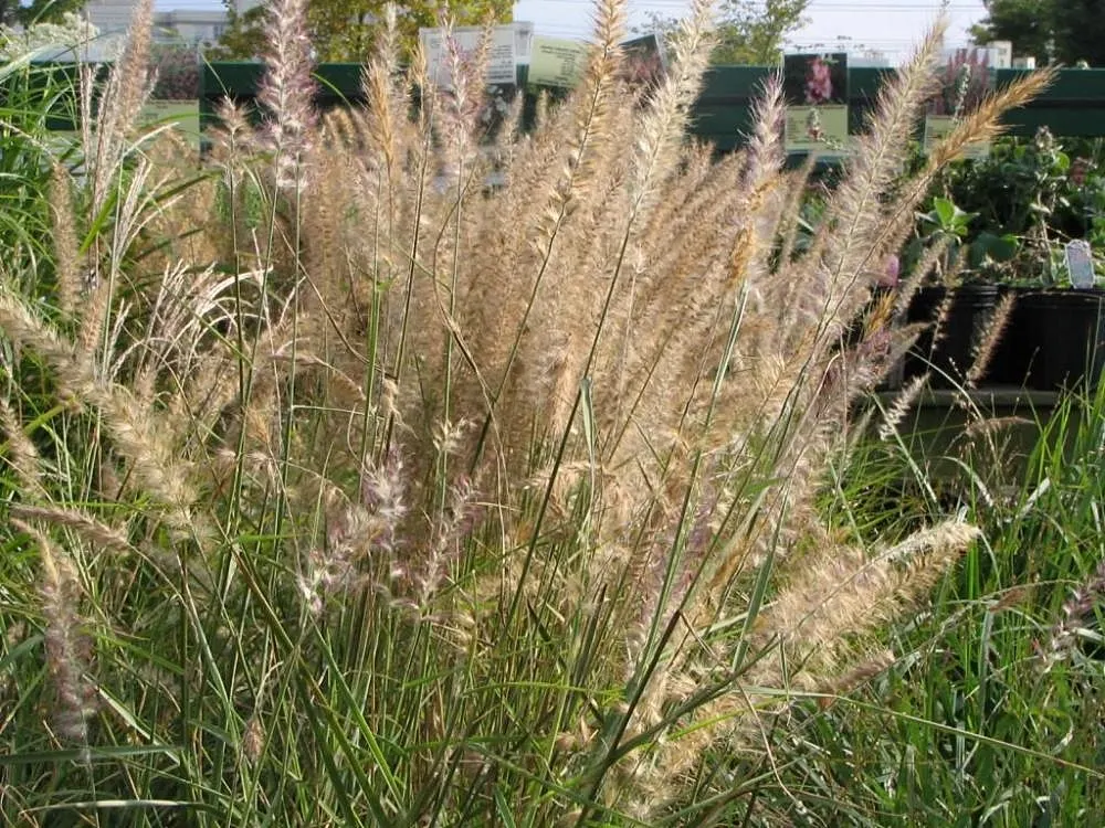 Karley Rose Oriental Fountain Grass (Pennisetum Orientale 'Karley Rose') — Its mid-summer to fall blooms and fountain-like form add texture and movement