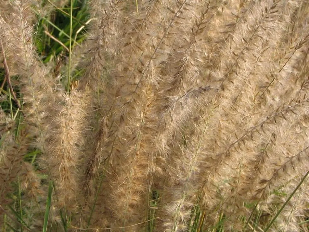Karley Rose Oriental Fountain Grass (Pennisetum Orientale 'Karley Rose') — Drought and heat tolerant once established