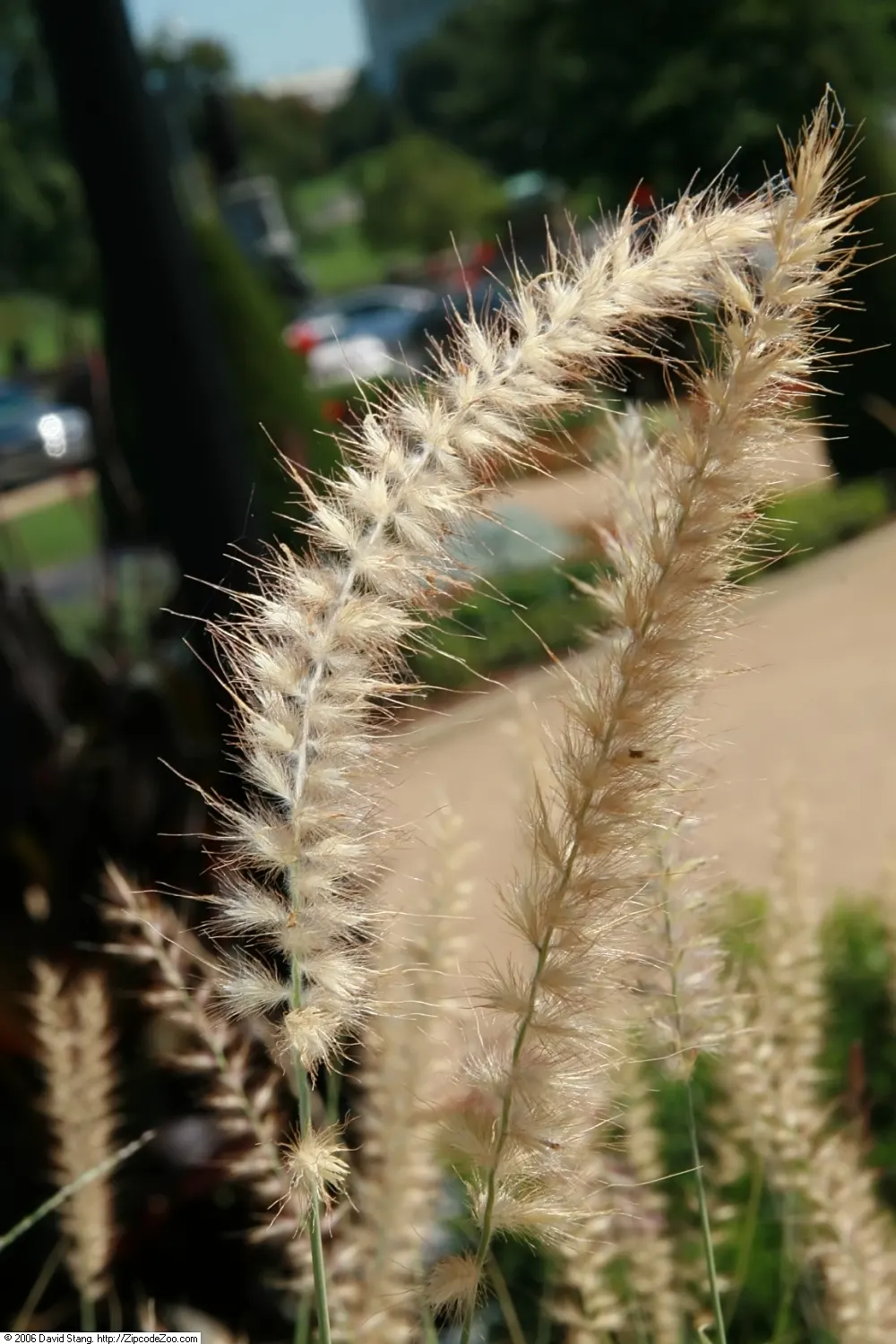 Karley Rose Oriental Fountain Grass (Pennisetum Orientale 'Karley Rose') — making it ideal for borders and accent planting