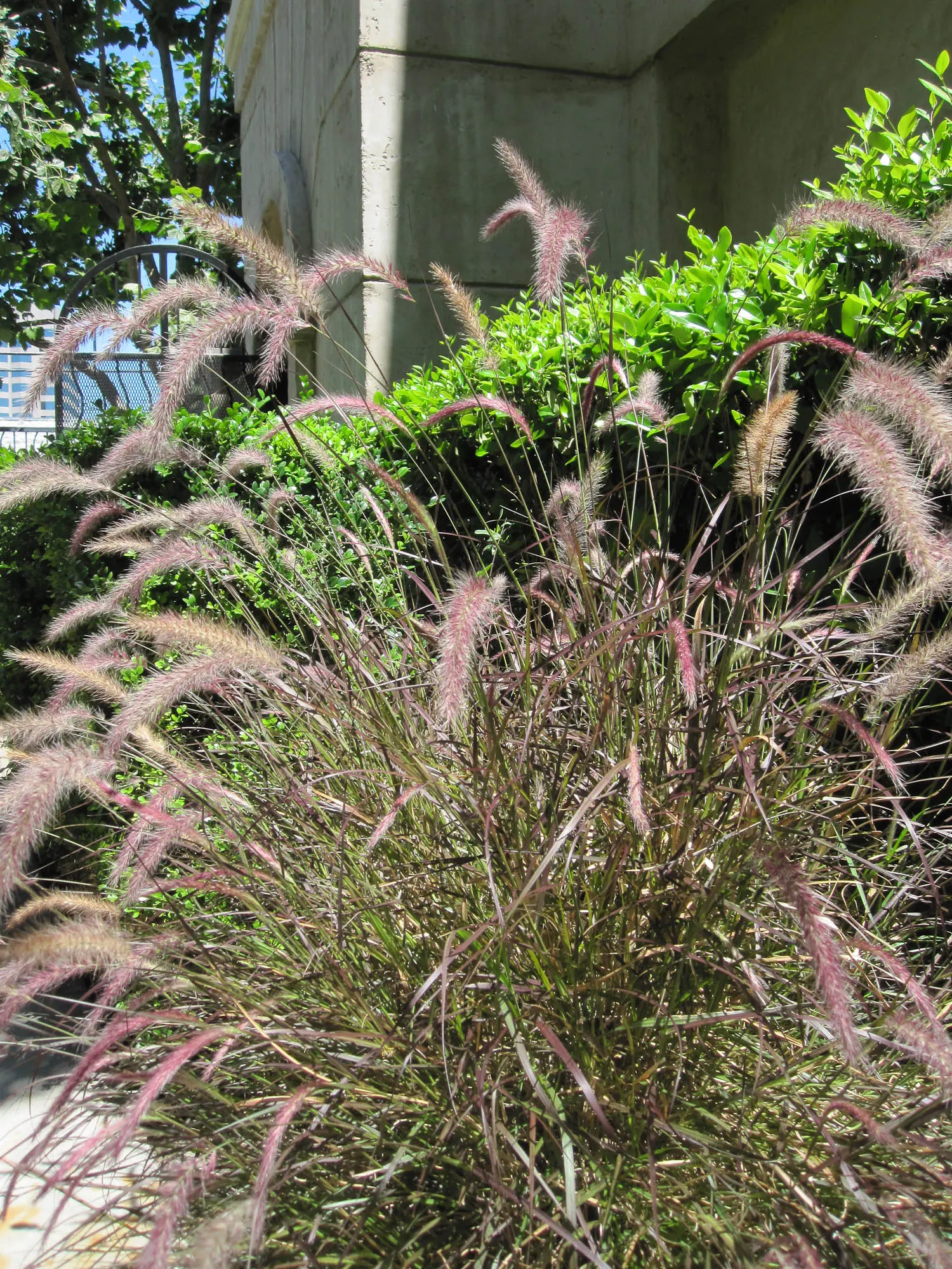 Karley Rose Oriental Fountain Grass (Pennisetum Orientale 'Karley Rose') — Flourishing in USDA zones 5-9, it reaches a height of 2-3 feet and spreads 2-3 feet
