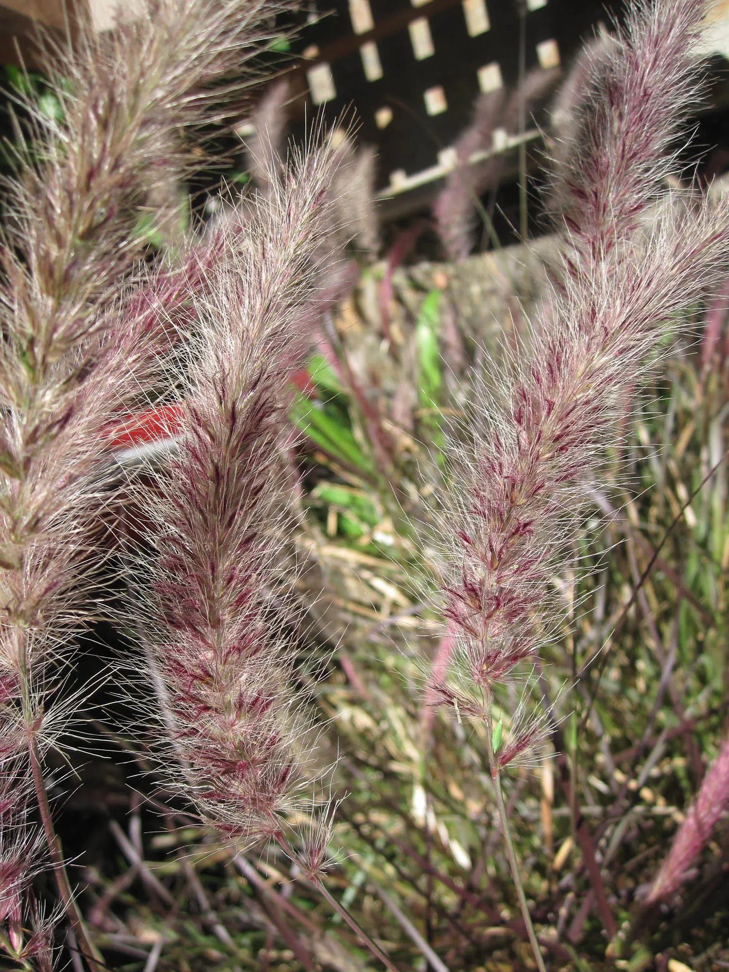 Karley Rose Oriental Fountain Grass (Pennisetum Orientale 'Karley Rose') — Preferring full sun, it tolerates a range of soils