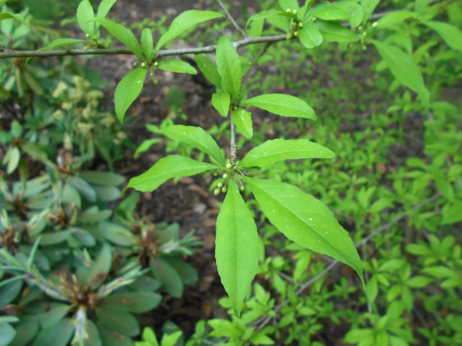 Possumhaw (Ilex Decidua) — The Possumhaw, scientifically known as Ilex decidua, is a deciduous holly native to the southern United States