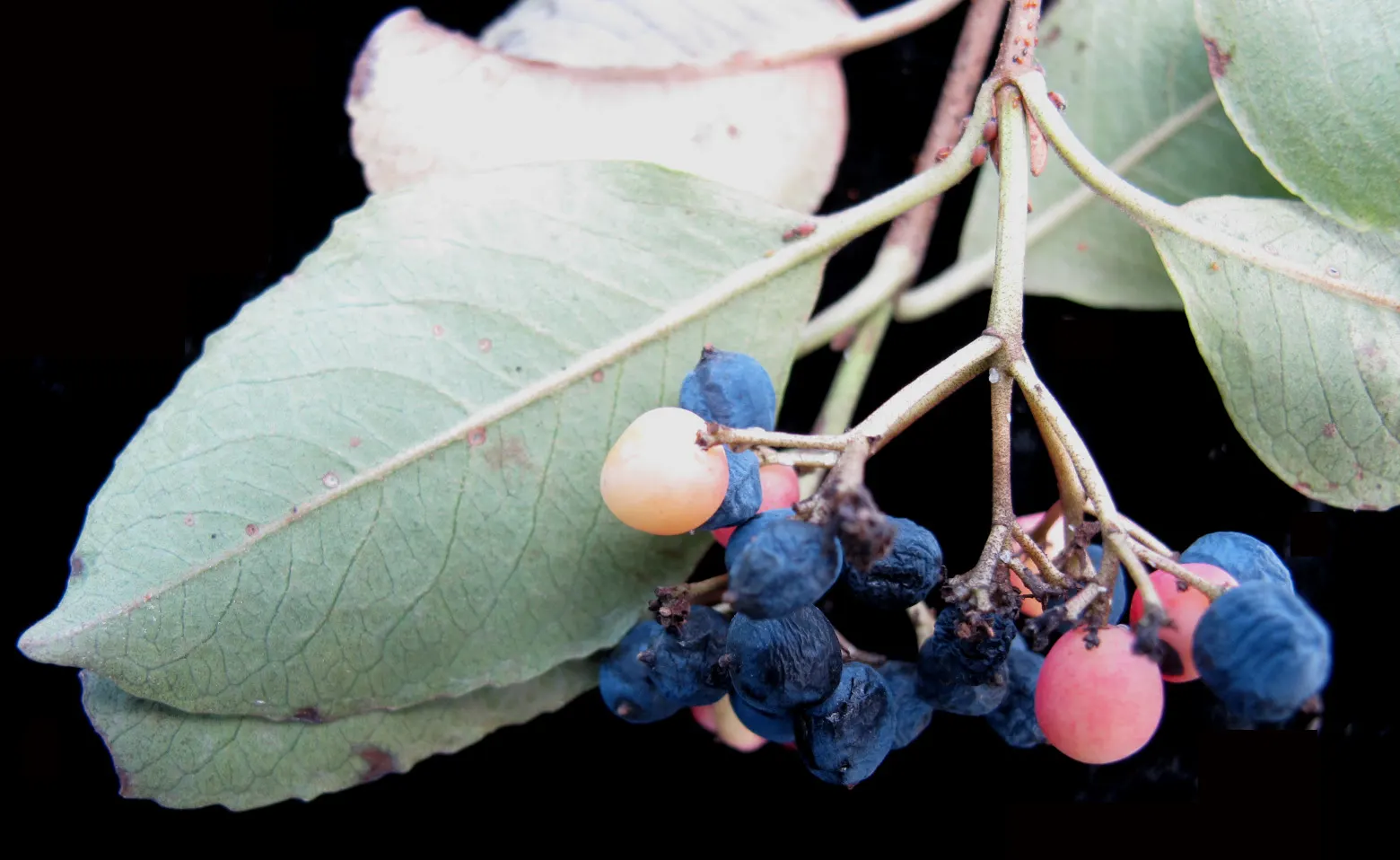 Possumhaw (Ilex Decidua) — shrub with white blooms; and measure about 1 to 3 inches long, image 71