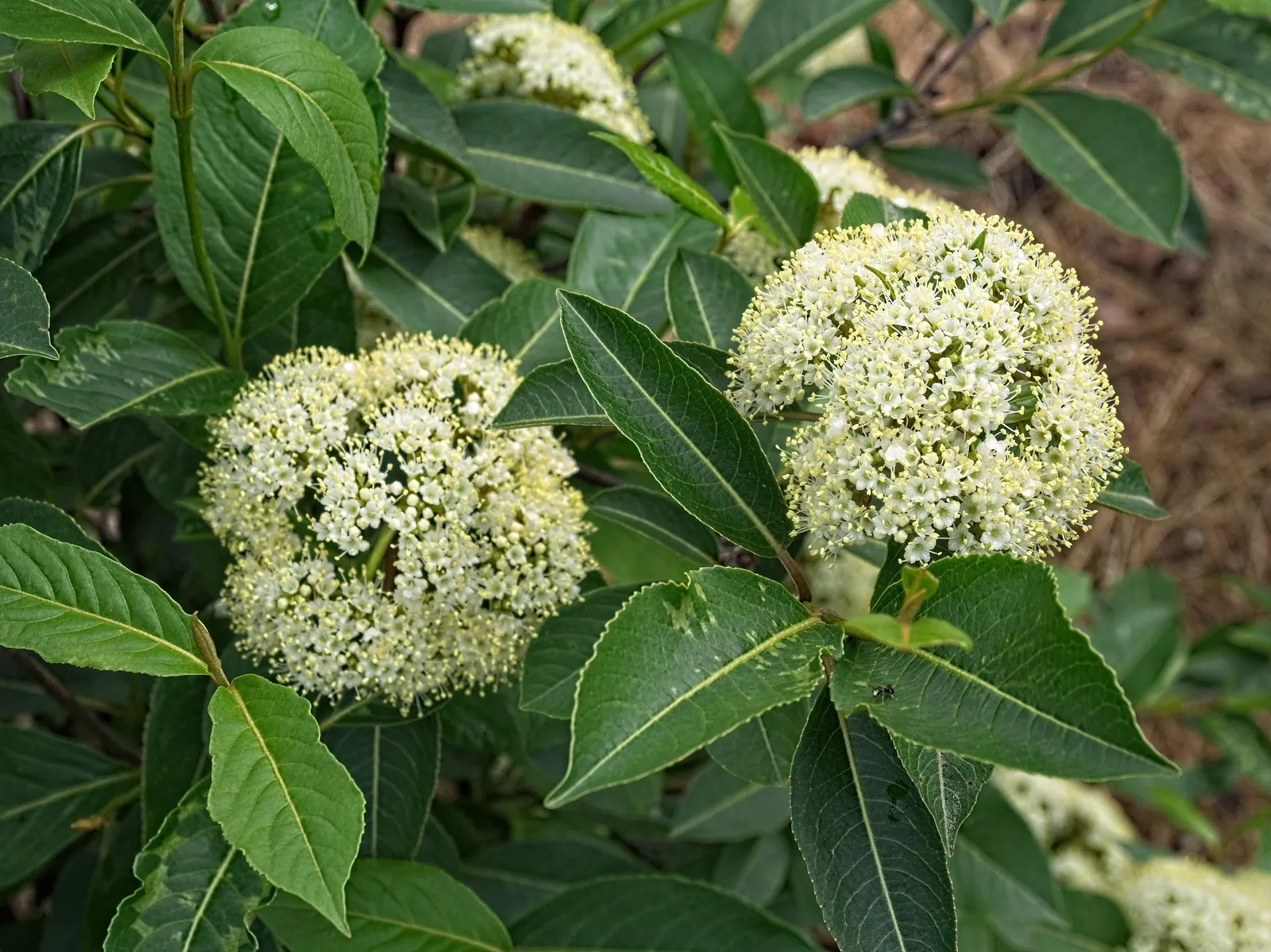 Possumhaw (Ilex Decidua) — shrub for full or half; this plant offers a vibrant visual display for the client's garden