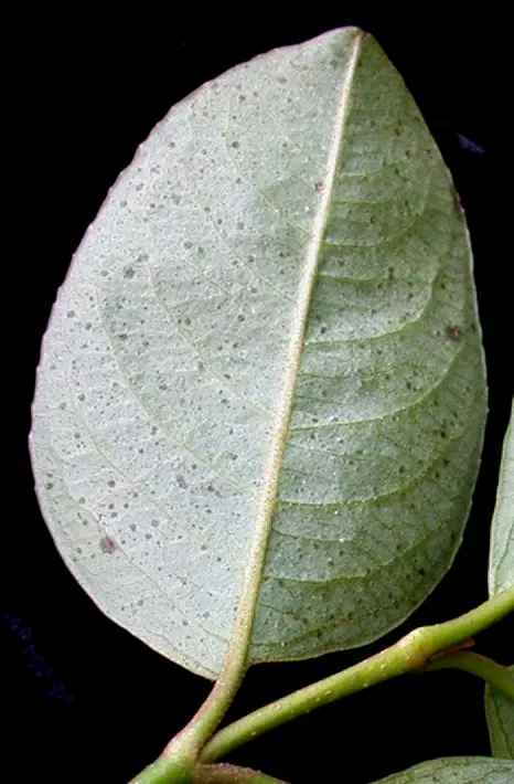 Possumhaw (Ilex Decidua) — Possumhaw thrives in well-drained sites and can even tolerate periods of drought once established; prized for its vivid, image 59