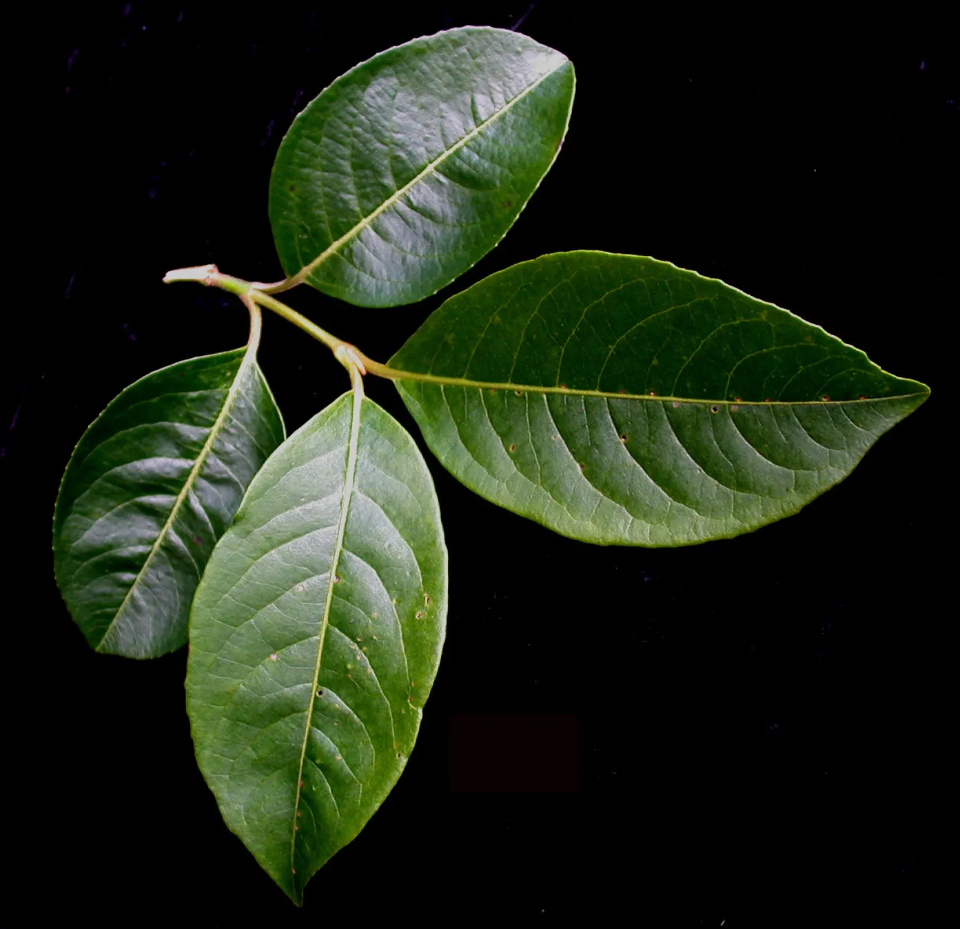 Possumhaw (Ilex Decidua) — grey to reddish-brown branches.<br><br>Adaptable to a variety of soil conditions