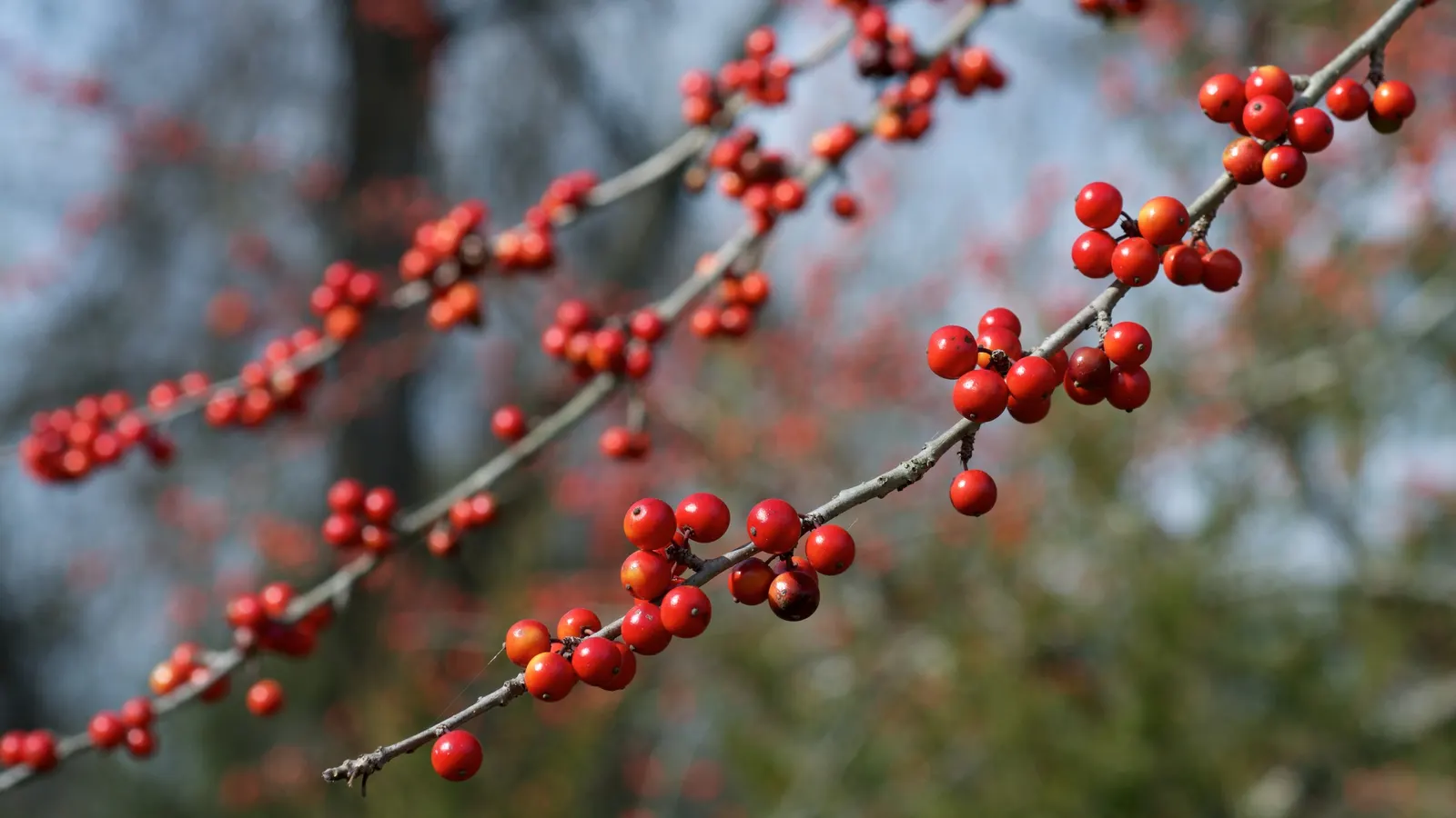 Possumhaw (Ilex Decidua) — It prefers full sun to partial shade exposure; upright form is accentuated by slender, image 60