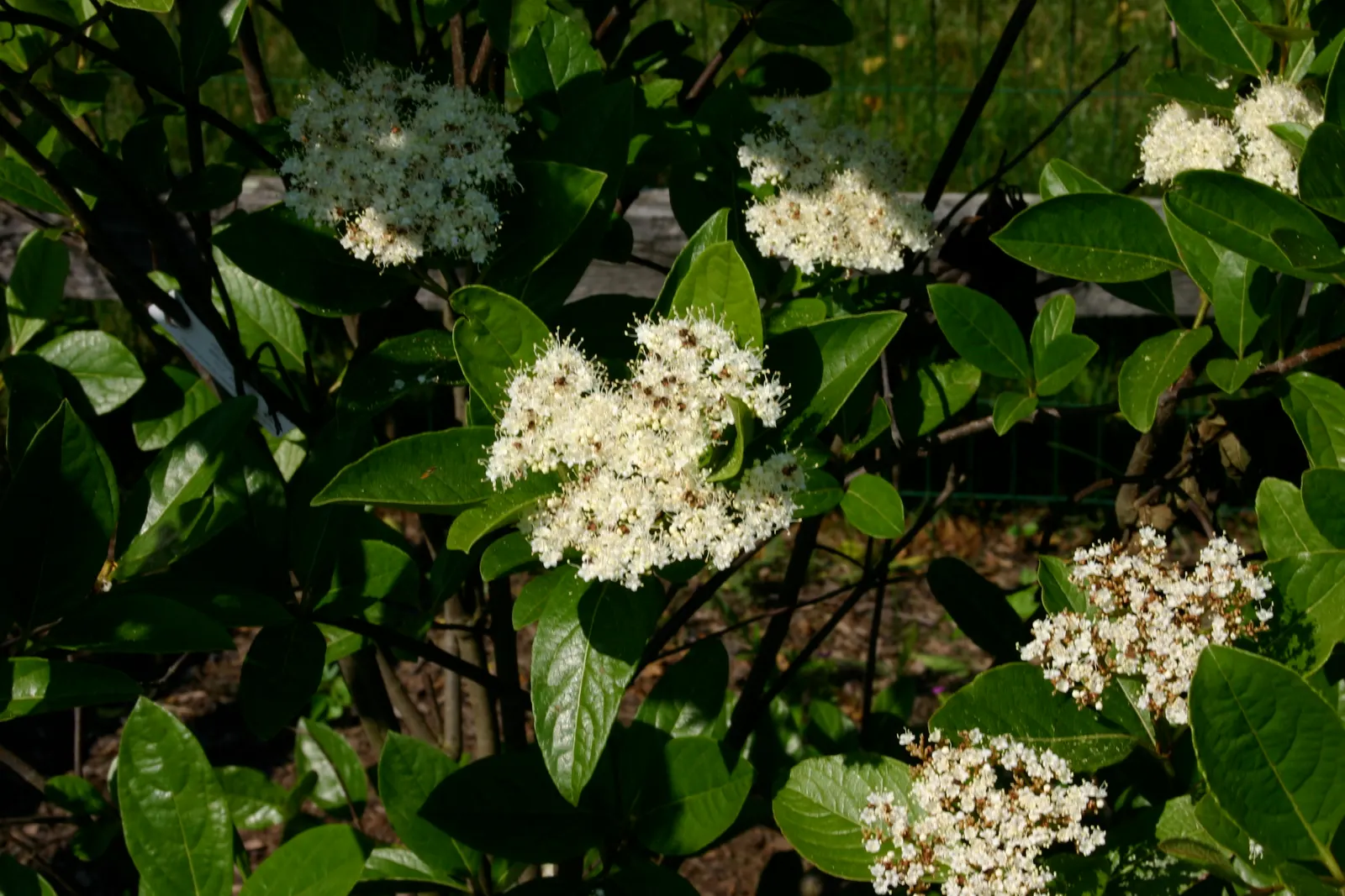Possumhaw (Ilex Decidua) — This versatile shrub or small tree typically grows to a height of 15 to 30 feet with a spread of 10 to 15 feet