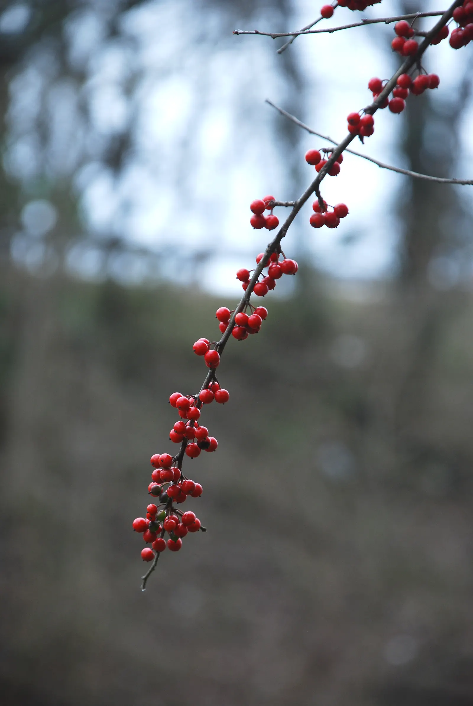 Possumhaw (Ilex Decidua) — This dioecious shrub reaches up to 15-30 feet tall