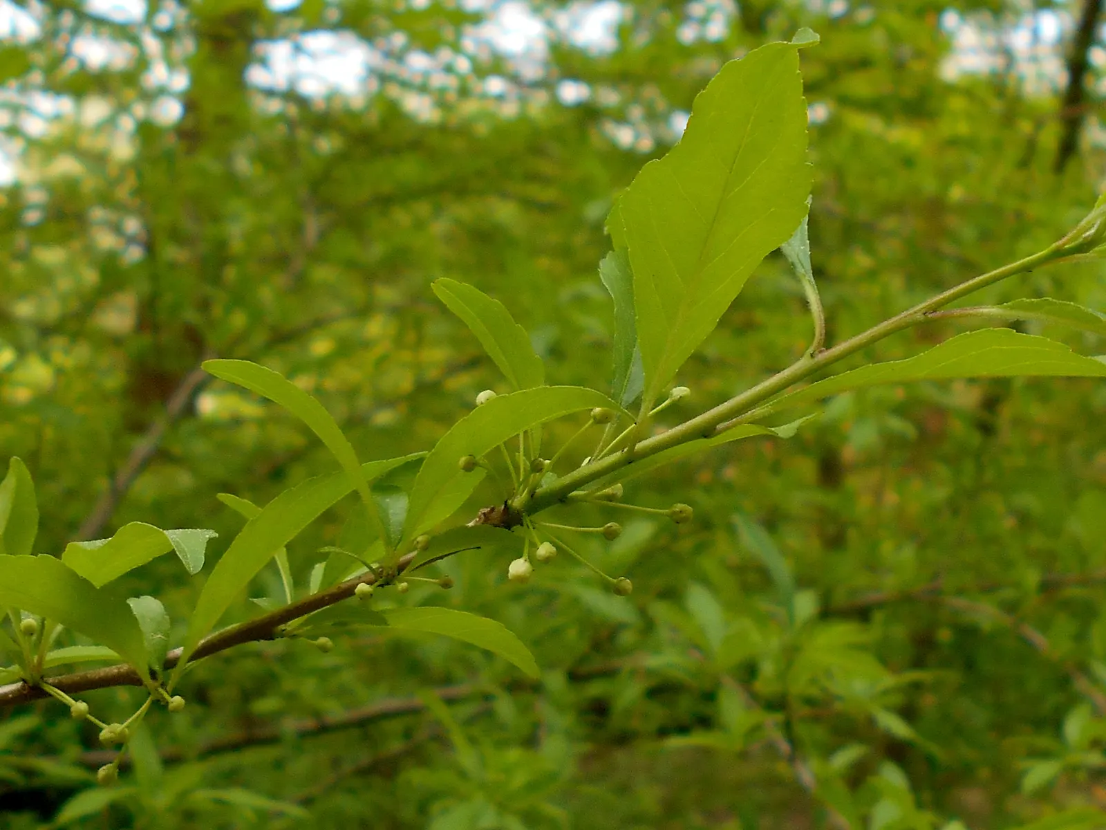 Possumhaw (Ilex Decidua) — These berries offer an important food source for birds and other wildlife during the colder seasons; or red before, image 68