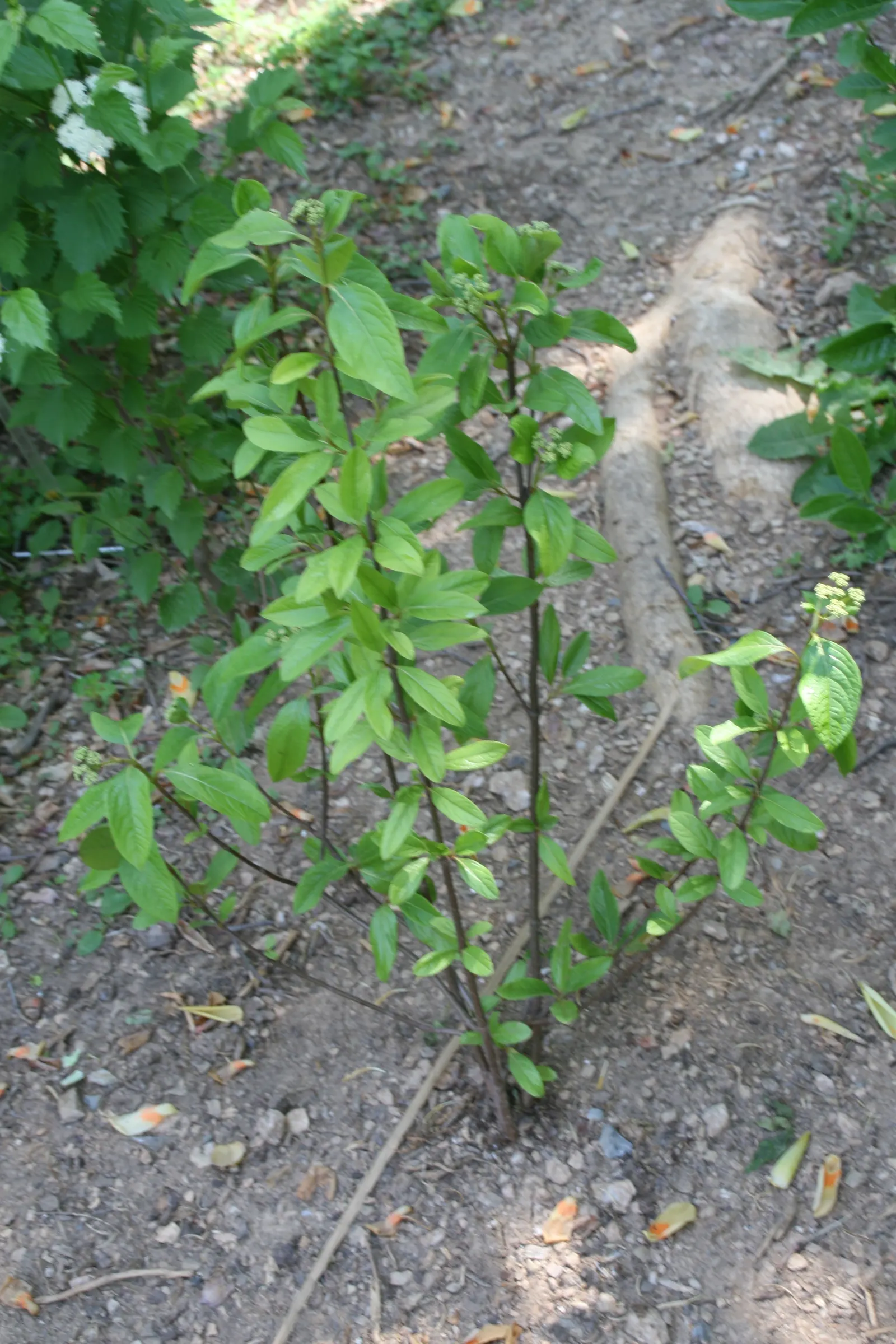 Possumhaw (Ilex Decidua) — white flowers in the garden; the Possumhaw, scientifically known as Ilex decidua, is a deciduous holly native to the, image 70