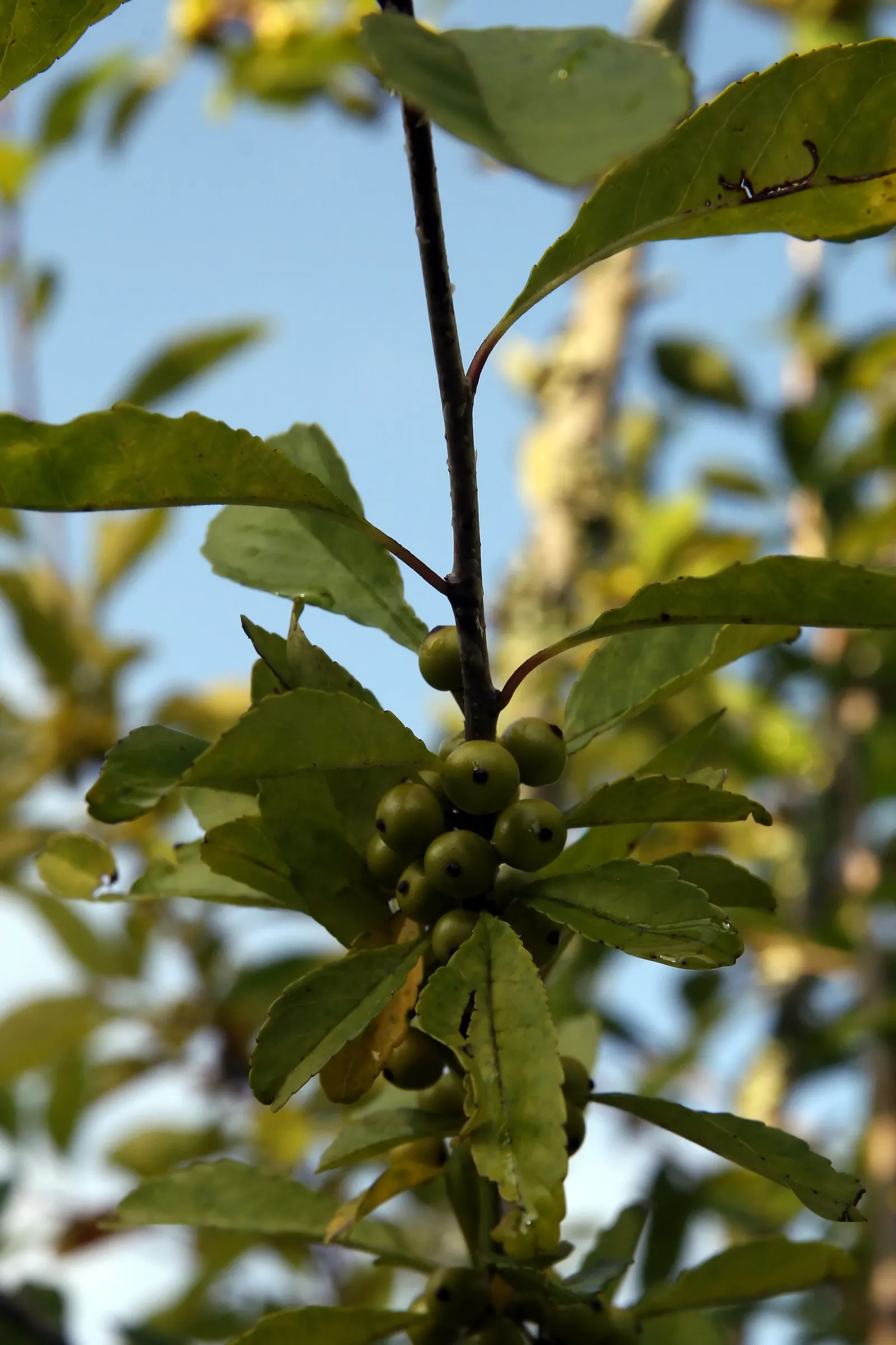 Possumhaw (Ilex Decidua) — Its stunning winter berries provide striking contrast; this versatile shrub or small tree typically grows to a height of 15 to 30