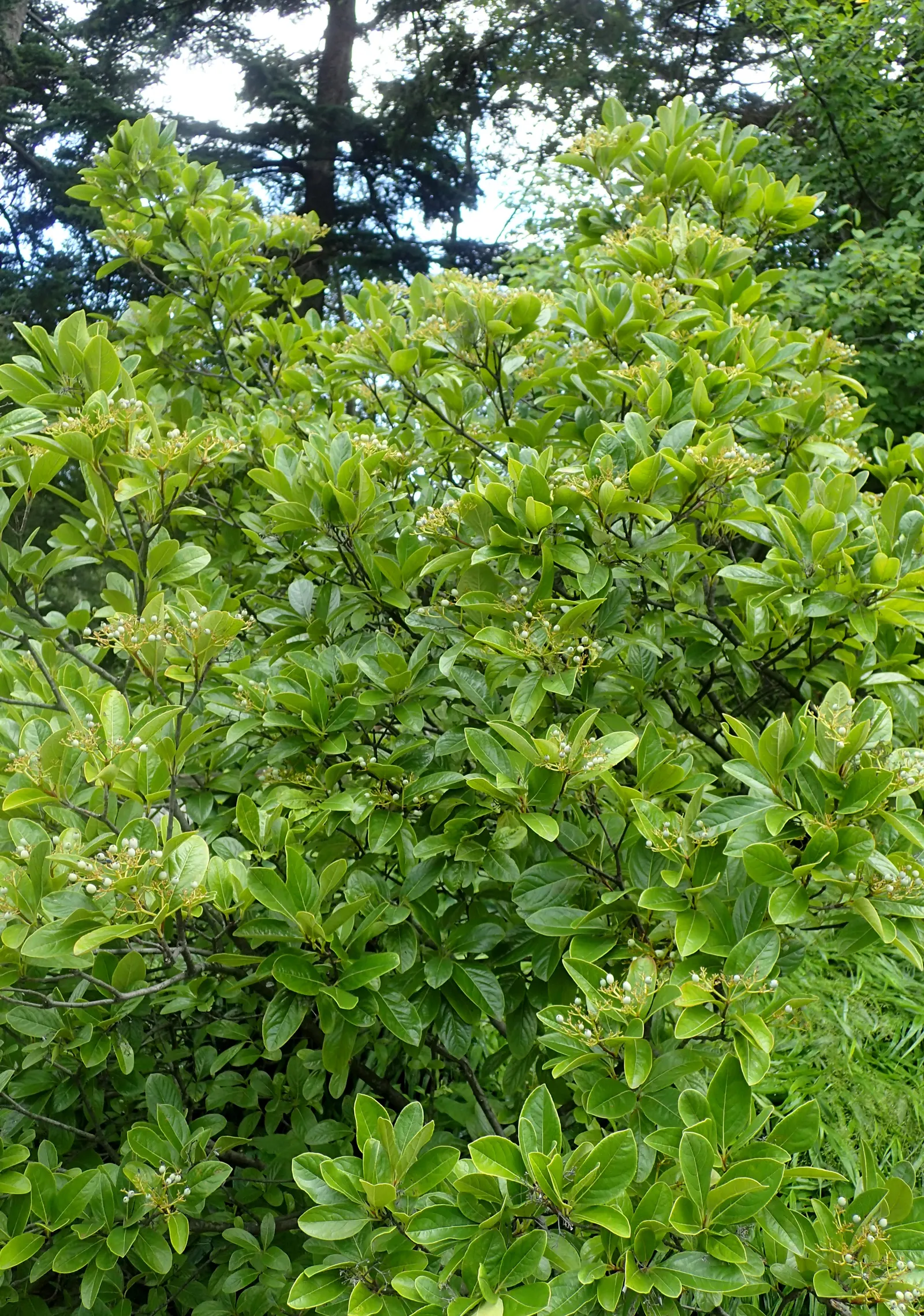 Possumhaw (Ilex Decidua) — This plant offers a vibrant visual display for the client's garden