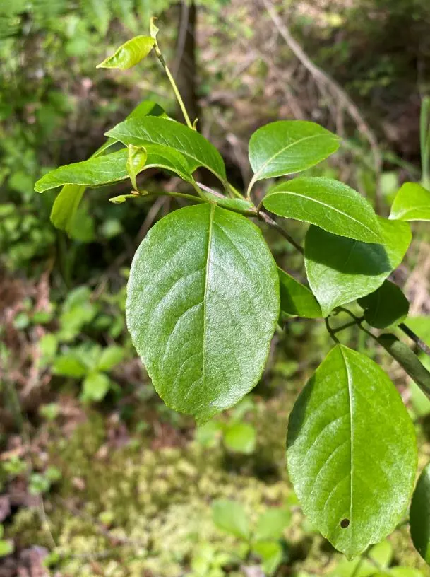 Possumhaw (Ilex Decidua) — and create eye-catching focal points in residential or commercial landscapes; they exhibit a glossy surface and take on a stunning