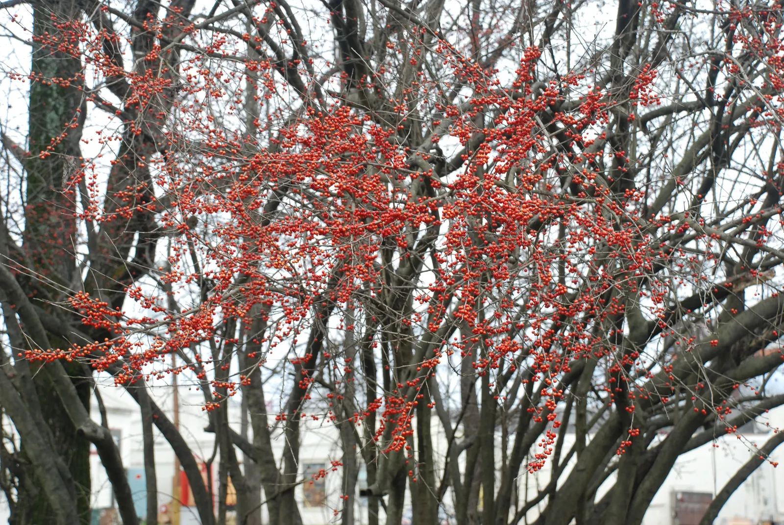 Possumhaw (Ilex Decidua) — It prefers full sun to partial shade exposure