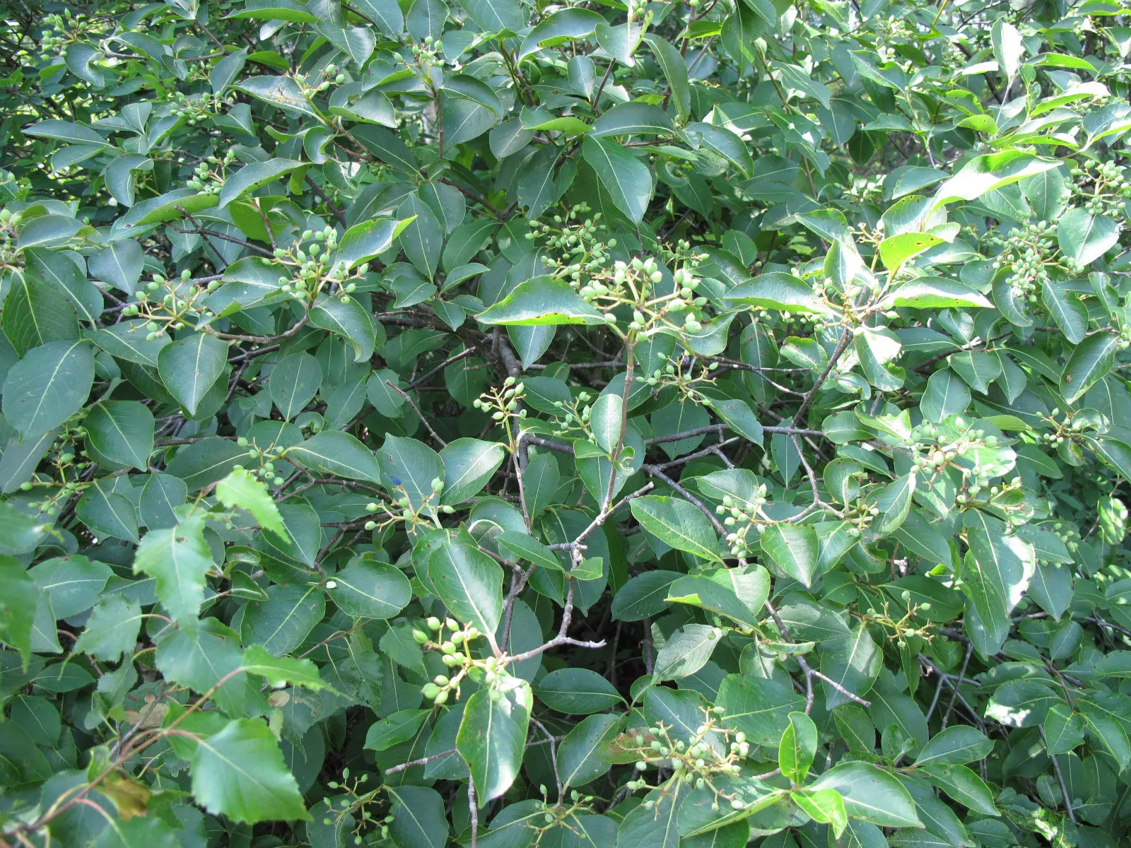 Possumhaw (Ilex Decidua) — and measure about 1 to 3 inches long