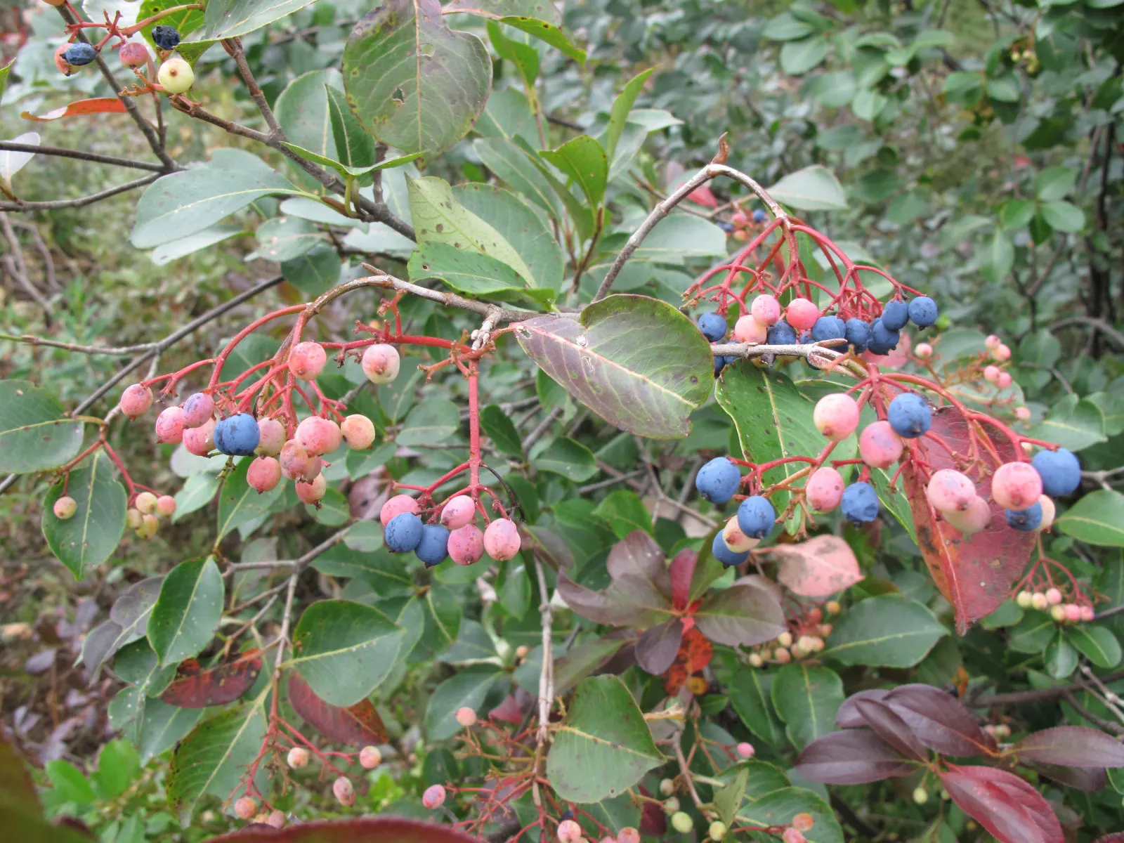 Possumhaw (Ilex Decidua) — upright form is accentuated by slender