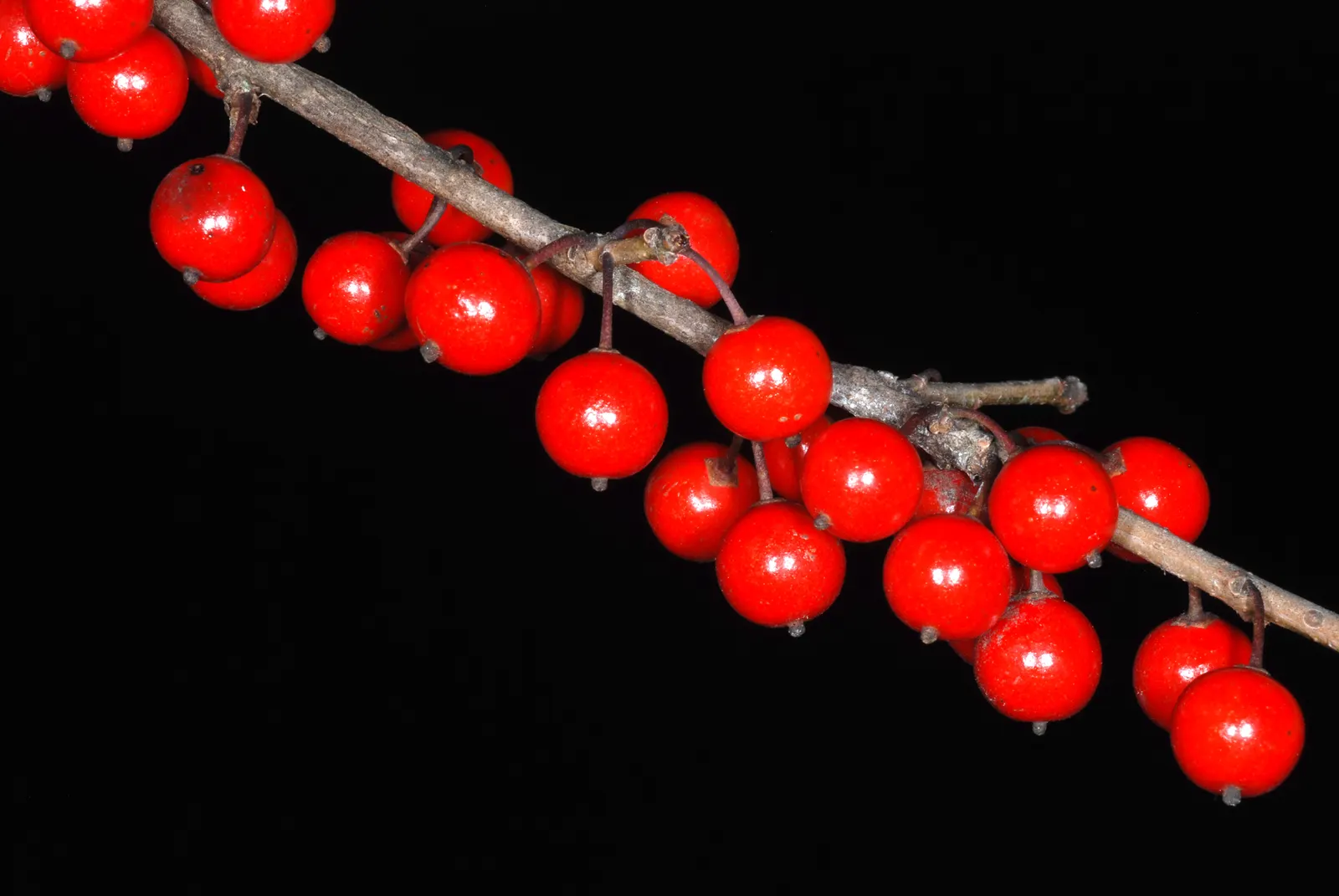 Possumhaw (Ilex Decidua) — which helps in the production of its bountiful fruits.<br><br>The leaves of the Possumhaw are simple; from green in the, image 61