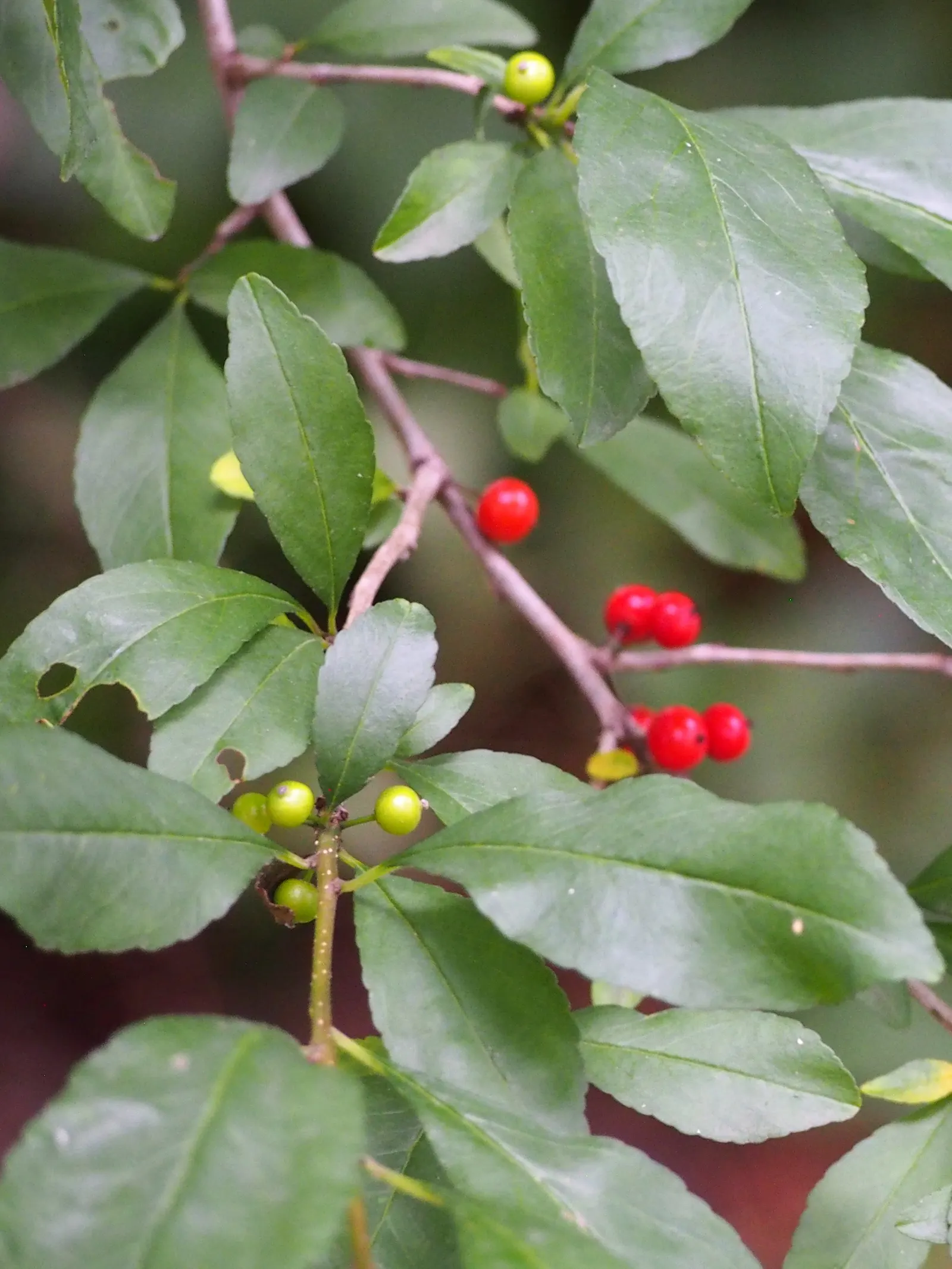 Possumhaw (Ilex Decidua) — Possumhaw (Ilex decidua) is a deciduous holly; prefers full sun to part shade, image 49