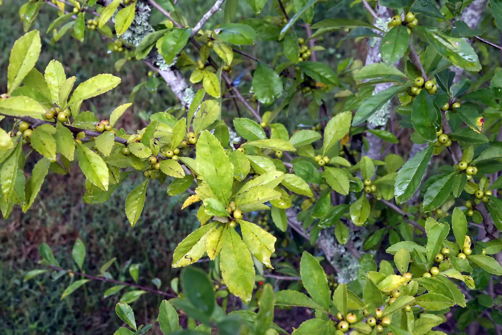 Possumhaw (Ilex Decidua) — Possumhaw (Ilex decidua) is a deciduous holly; prefers full sun to part shade