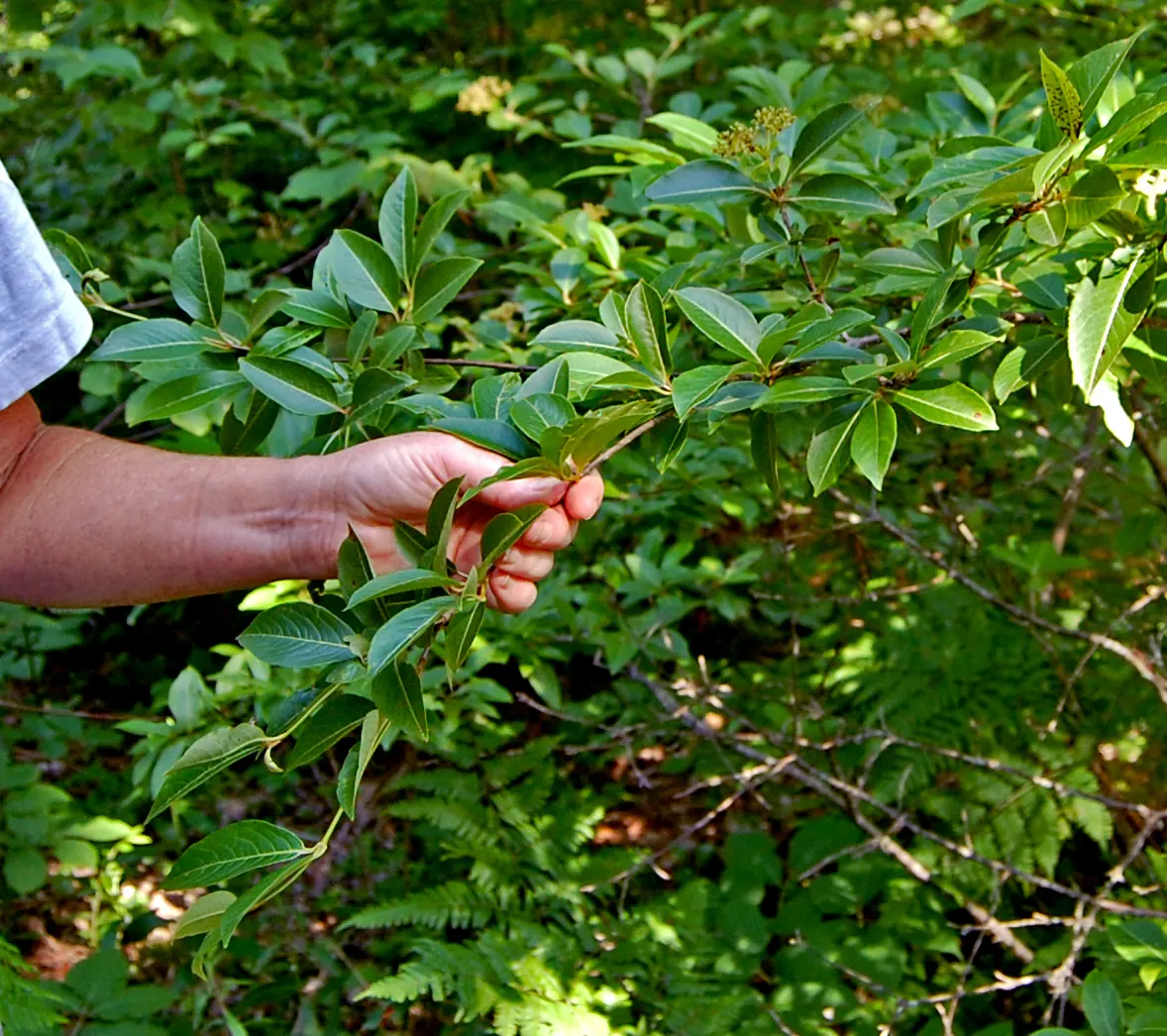 Possumhaw (Ilex Decidua) — prized for its vivid red berries and finely toothed green leaves that turn yellow in fall
