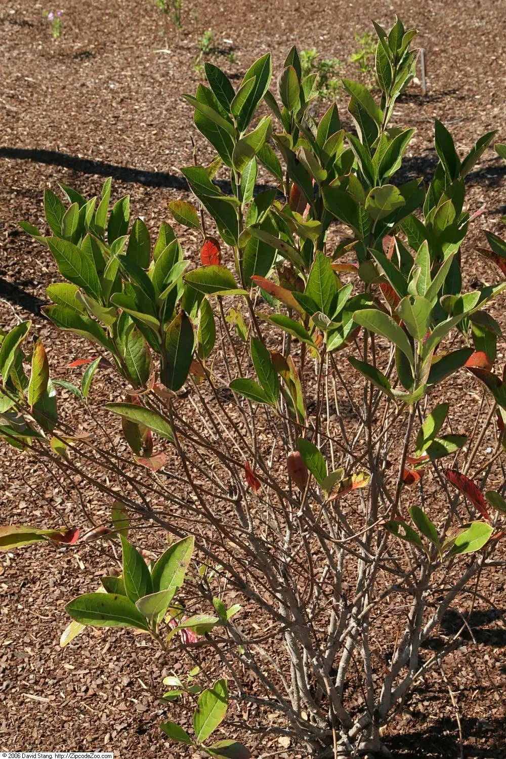 Possumhaw (Ilex Decidua) — from green in the growing season to yellow; which helps in the production of its bountiful fruits.<br><br>The leaves of, image 64