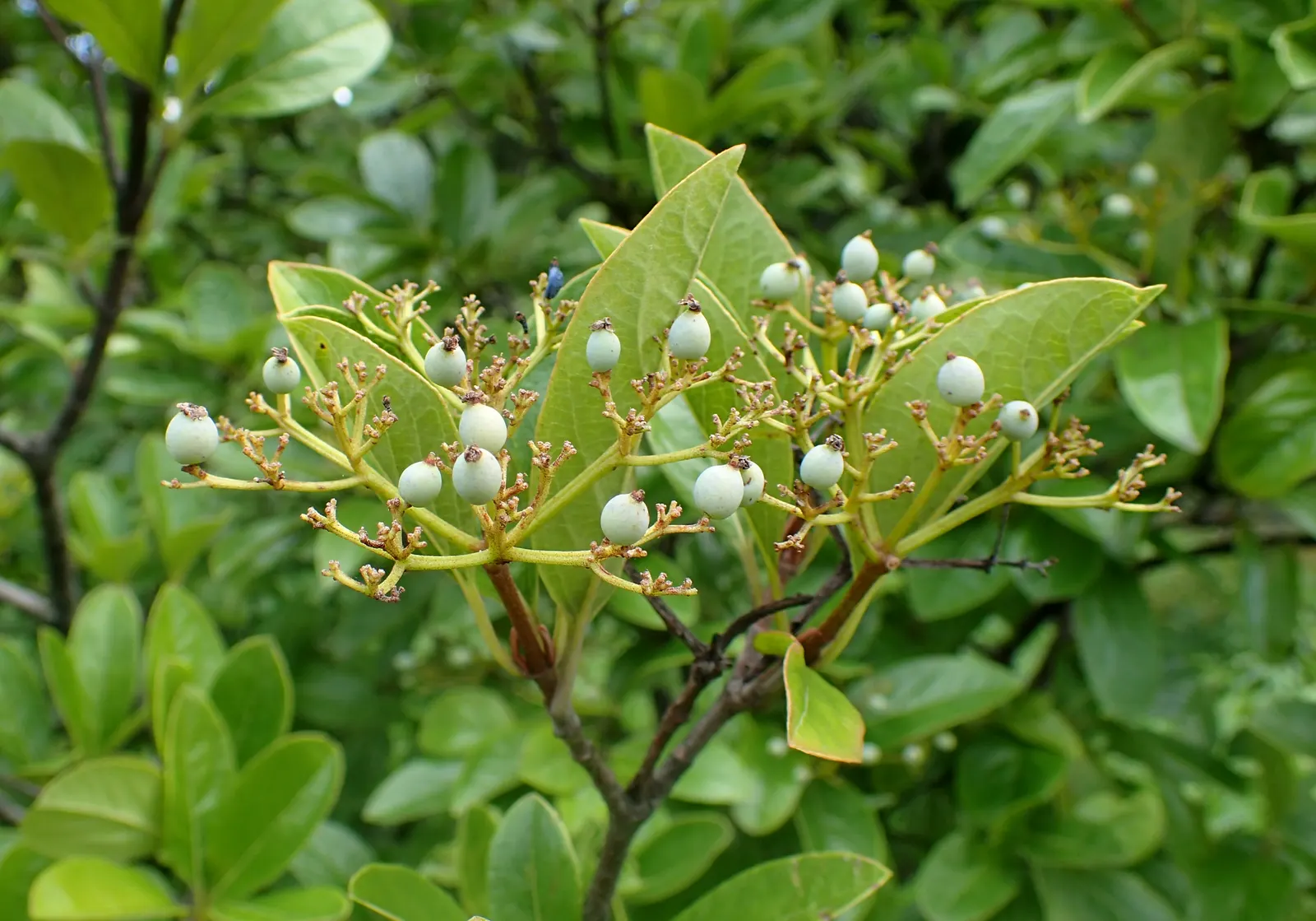 Possumhaw (Ilex Decidua) — prefers full sun to part shade; possumhaw (Ilex decidua) is a deciduous holly