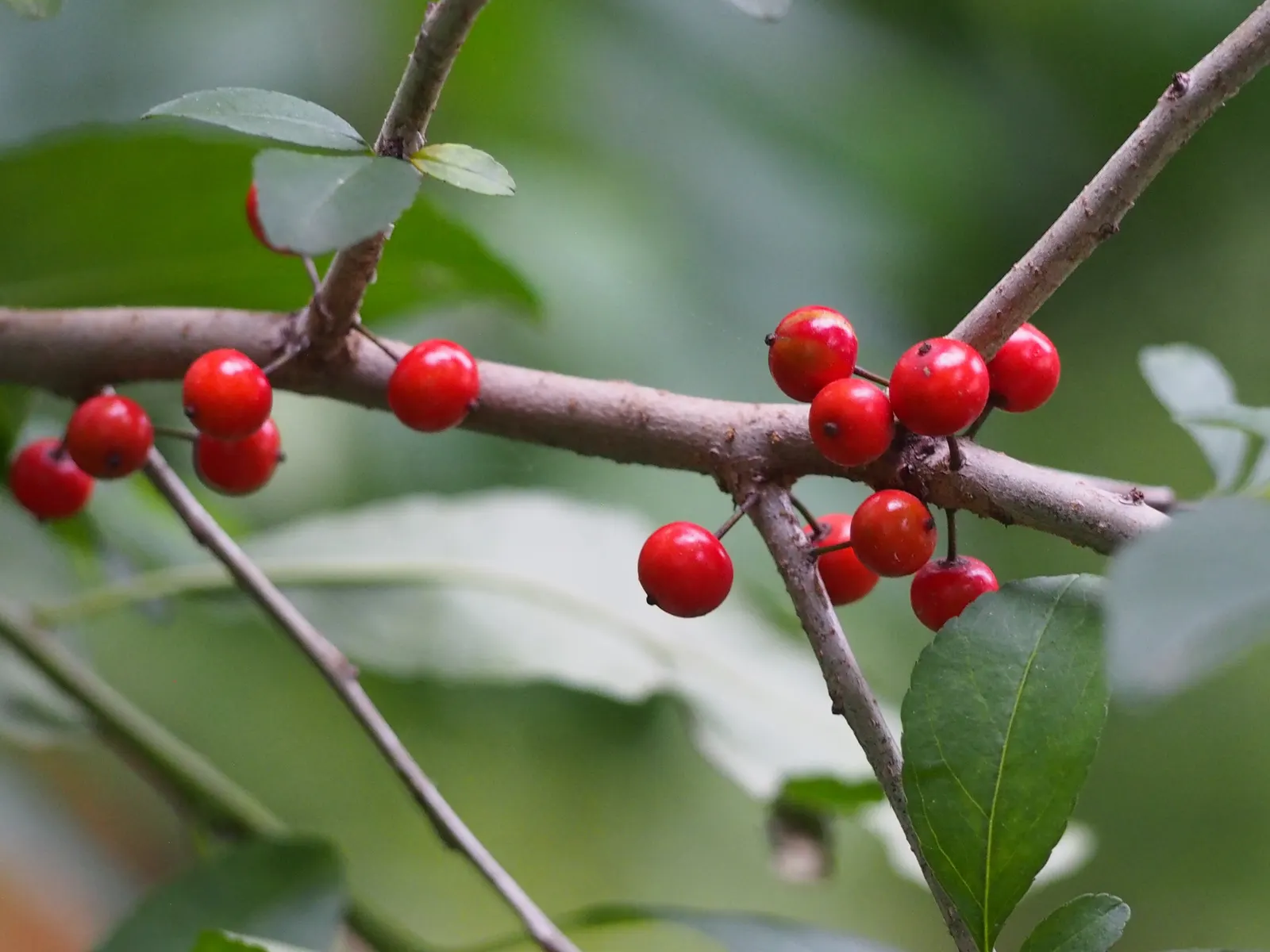 Possumhaw (Ilex Decidua) — shrub with white blooms; and measure about 1 to 3 inches long