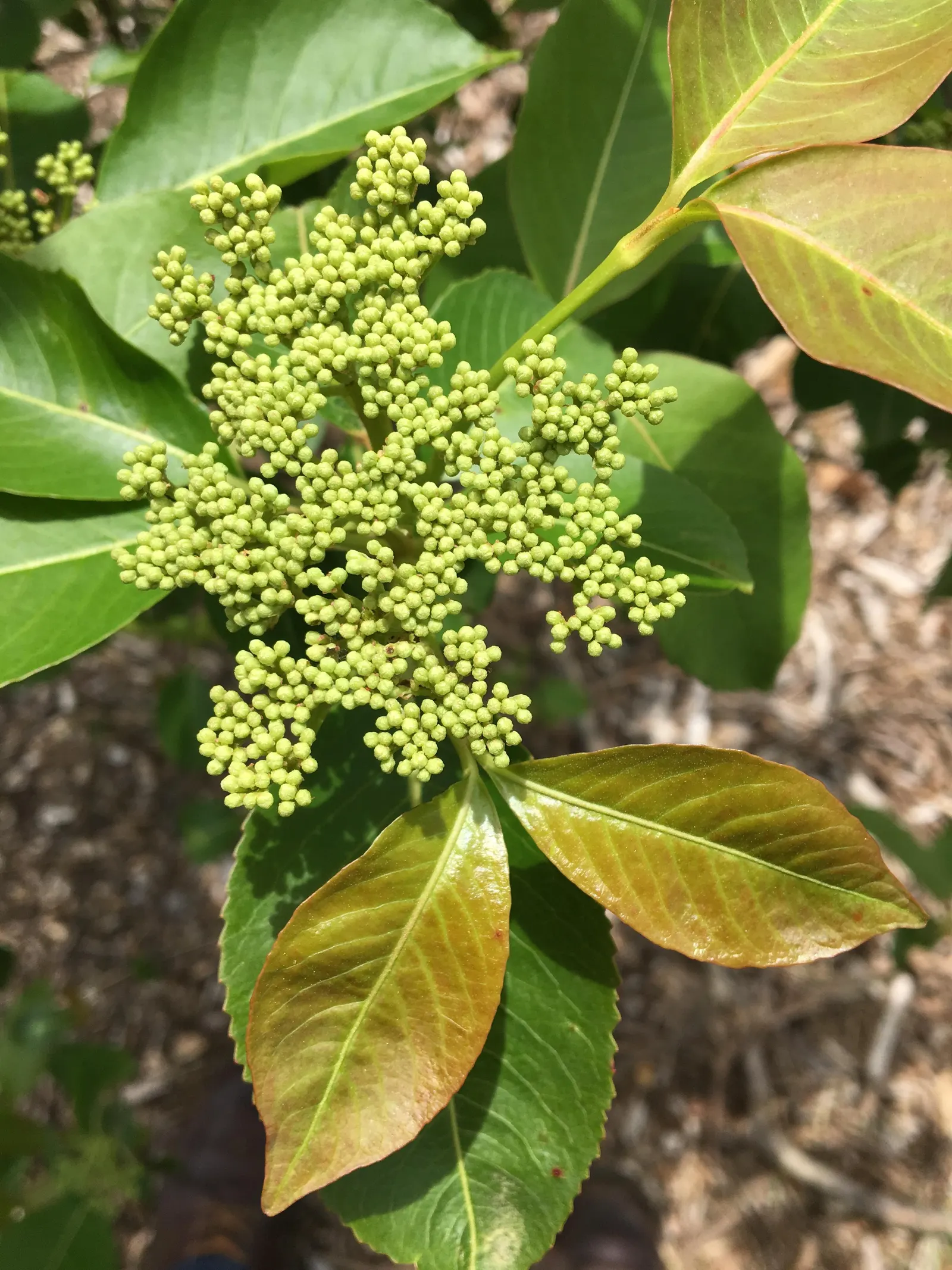 Possumhaw (Ilex Decidua) — The Possumhaw, scientifically known as Ilex decidua, is a deciduous holly native to the southern United States; white, image 55