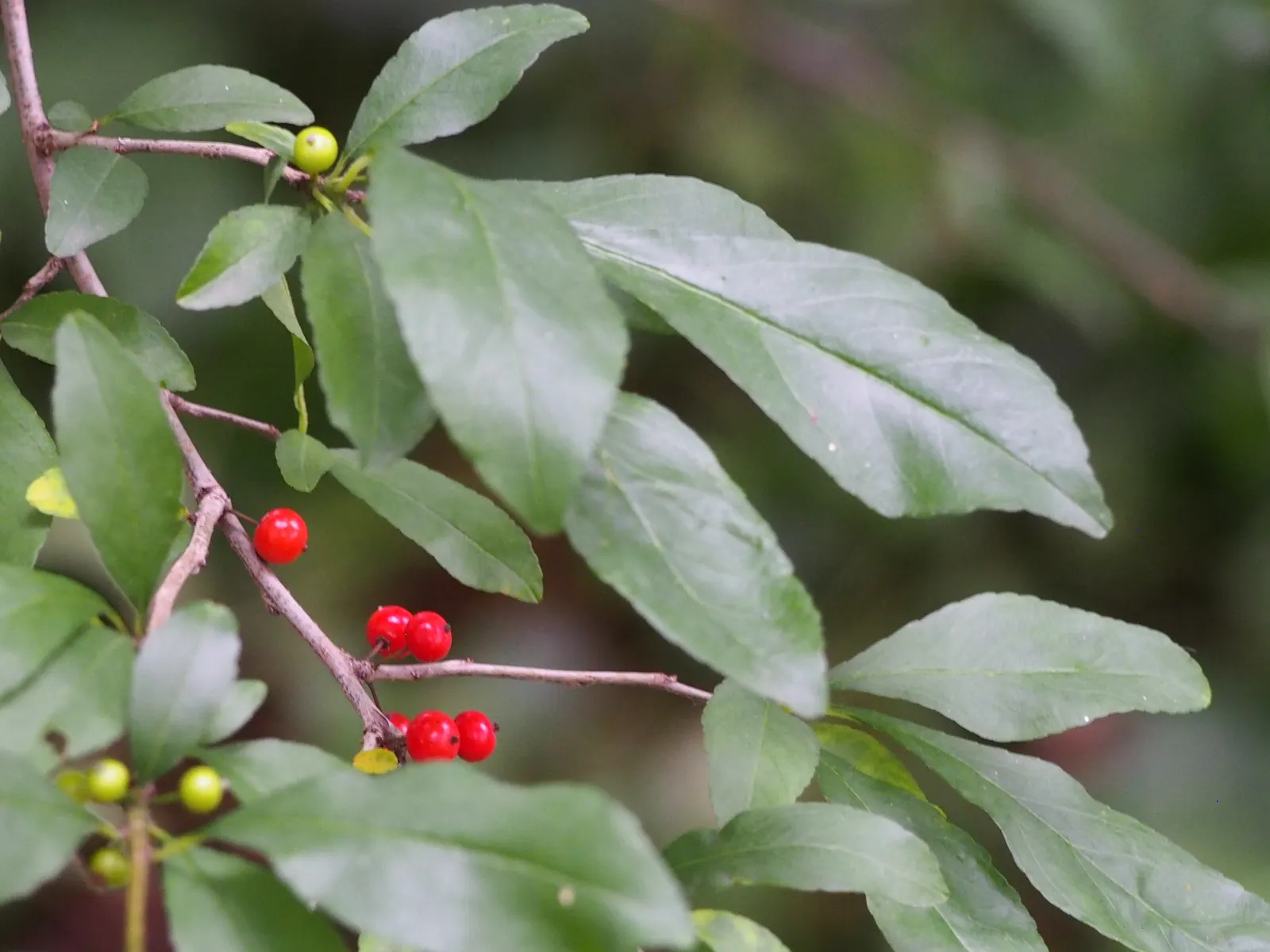 Possumhaw (Ilex Decidua) — upright form is accentuated by slender; it prefers full sun to partial shade exposure, image 57