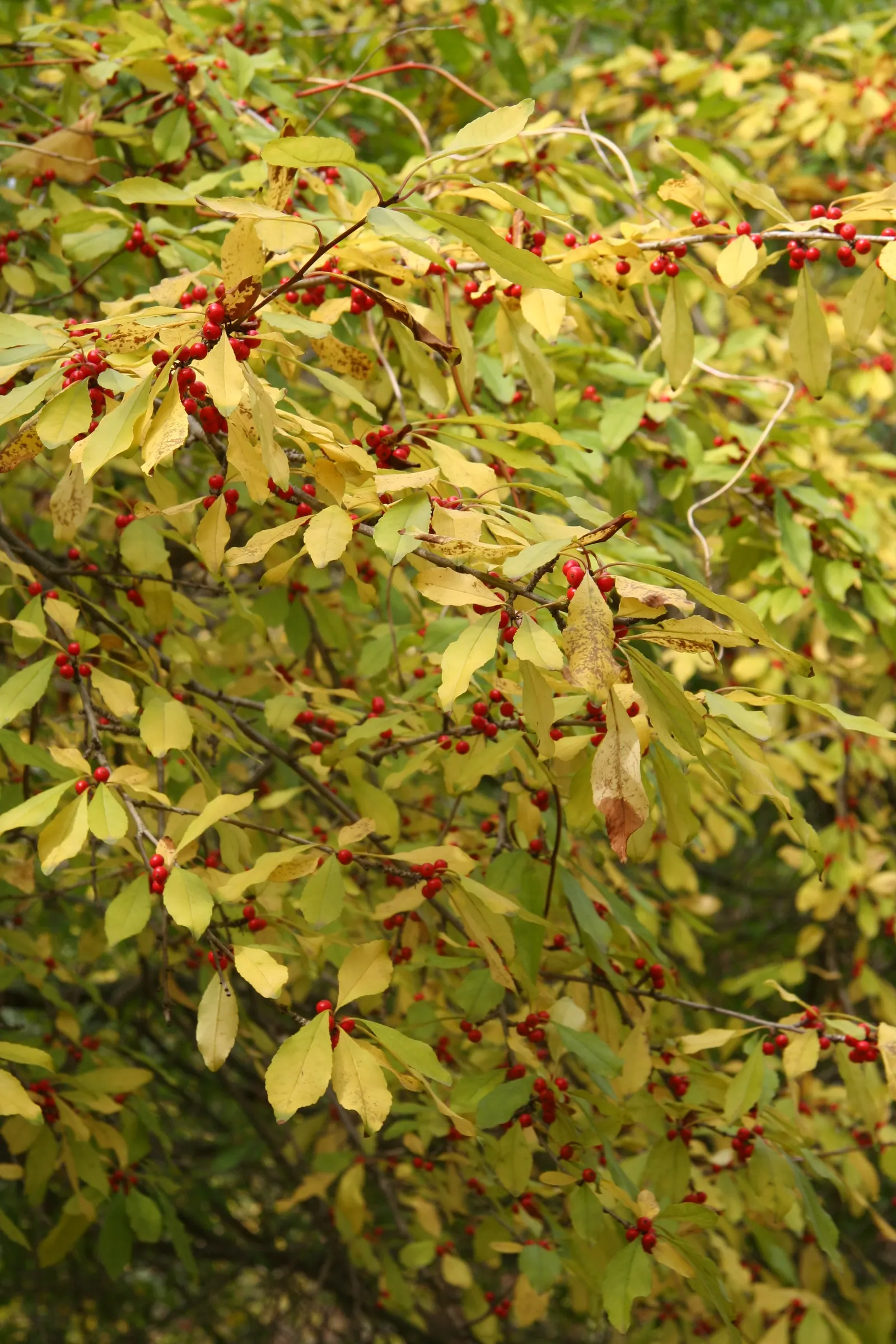Possumhaw (Ilex Decidua) — This plant offers a vibrant visual display for the client's garden; shrub for full or half, image 69