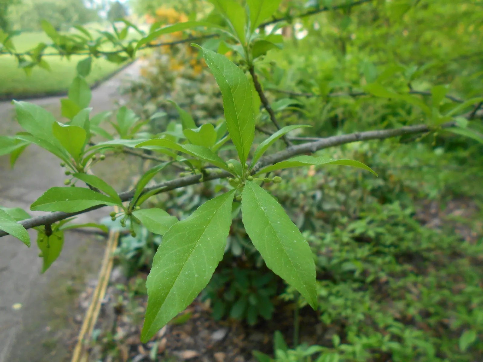 Possumhaw (Ilex Decidua) — Possumhaw thrives in well-drained sites and can even tolerate periods of drought once established