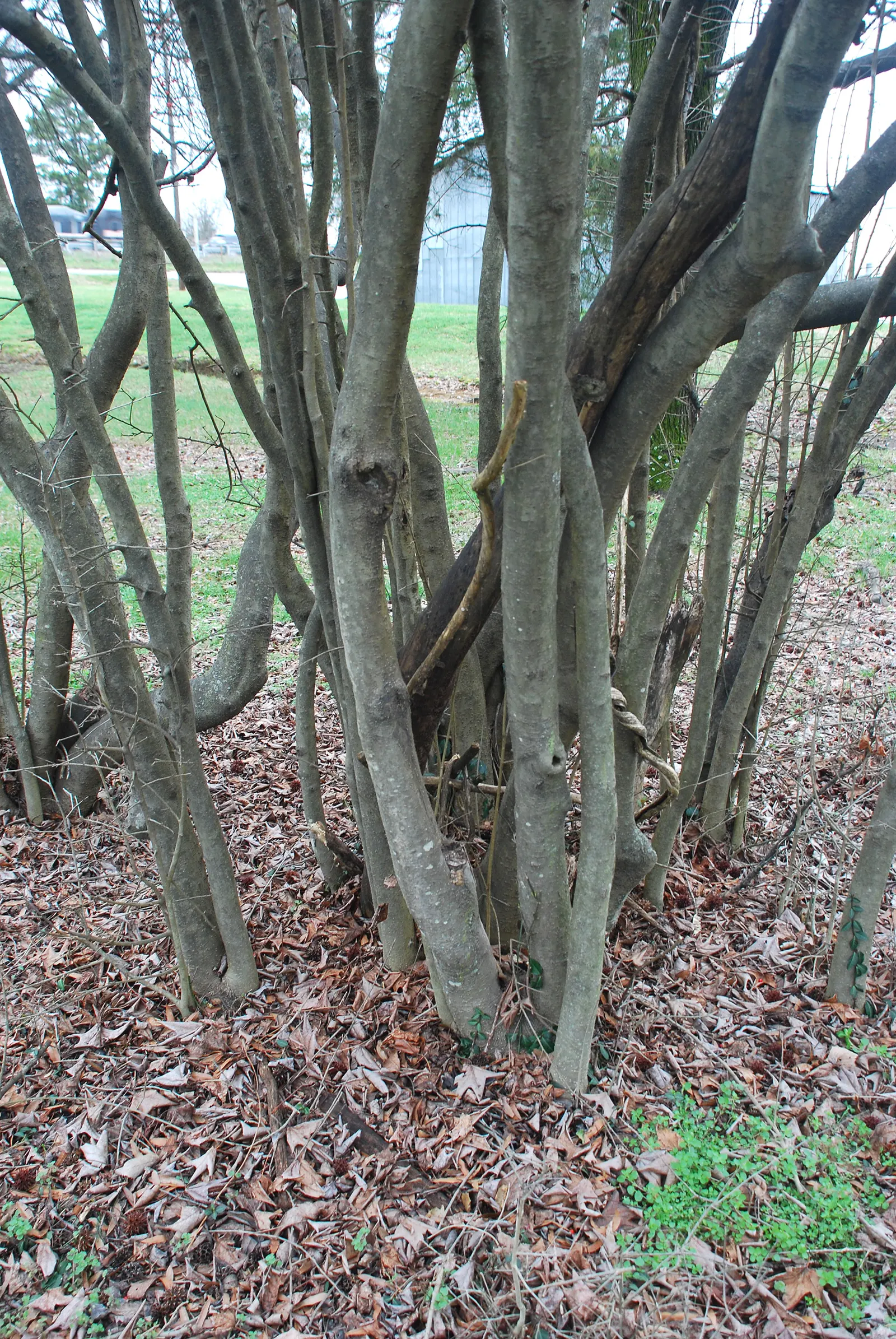 Possumhaw (Ilex Decidua) — or red before falling in autumn.<br><br>In spring