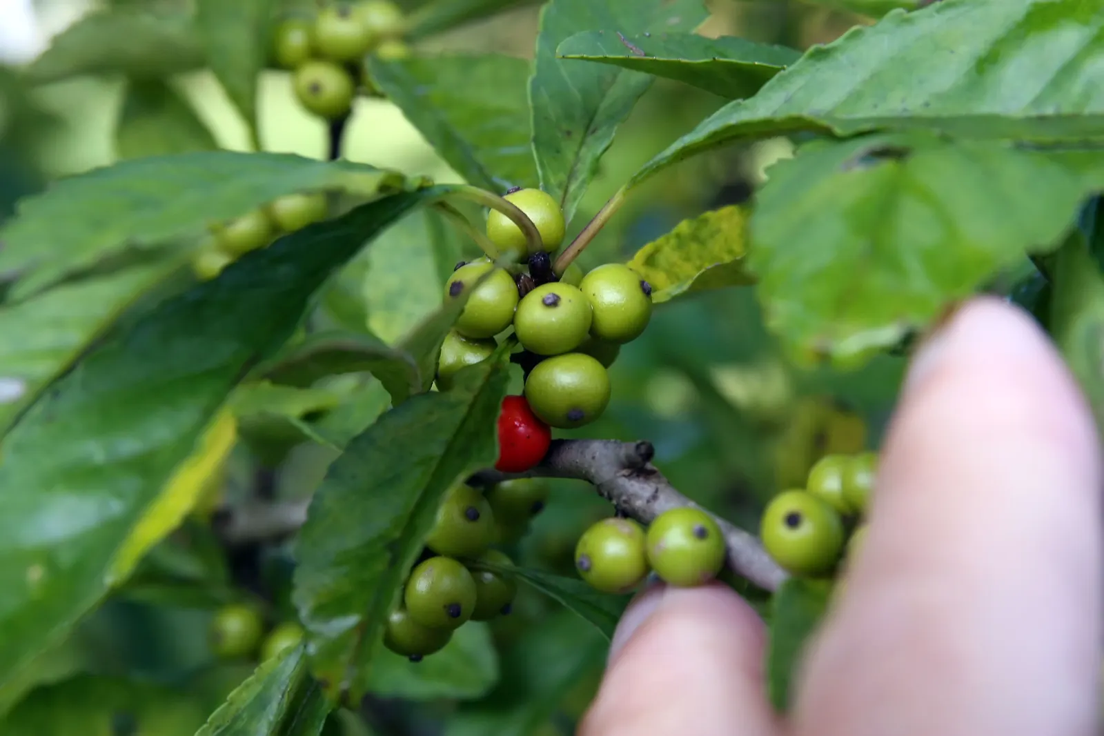 Possumhaw (Ilex Decidua) — shrub for full or half