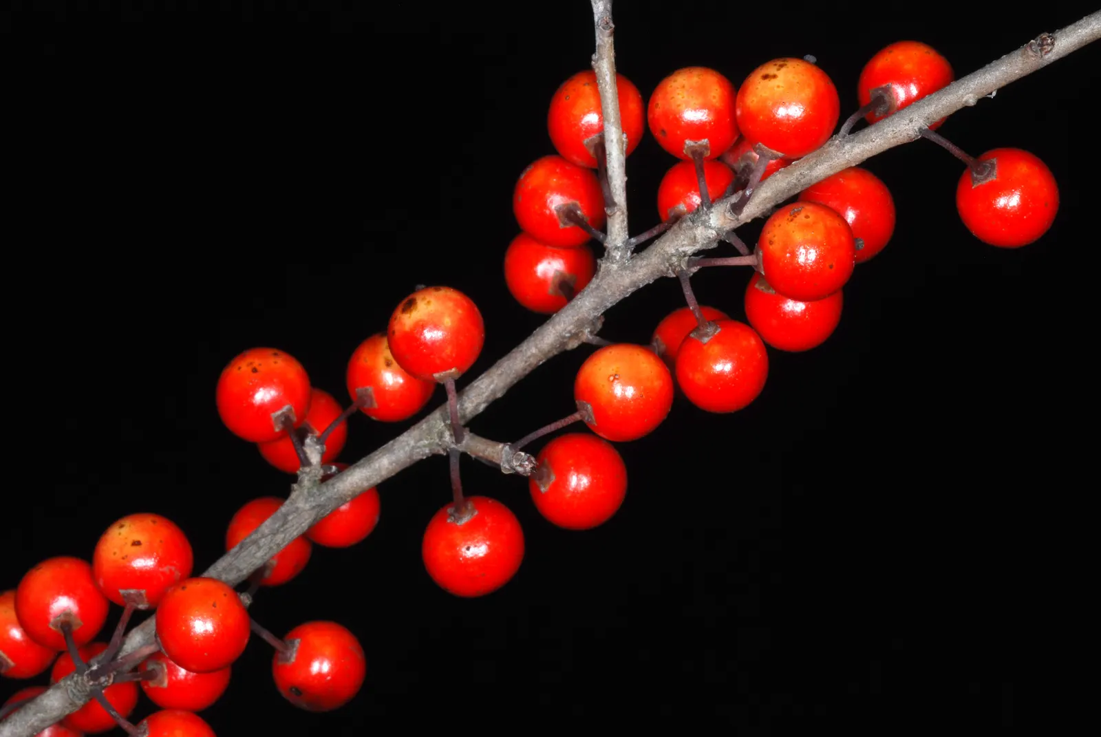 Possumhaw (Ilex Decidua) — prized for its vivid red berries and finely toothed green leaves that turn yellow in fall; possumhaw thrives in, image 50