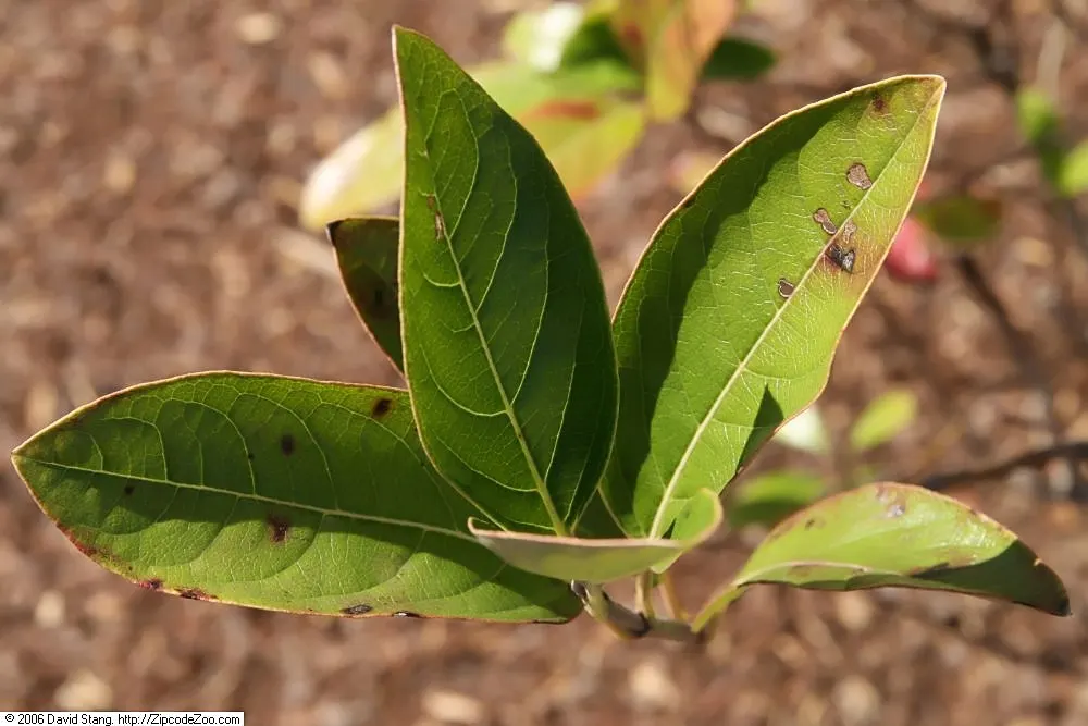 Possumhaw (Ilex Decidua) — They exhibit a glossy surface and take on a stunning variety of colors through the seasons