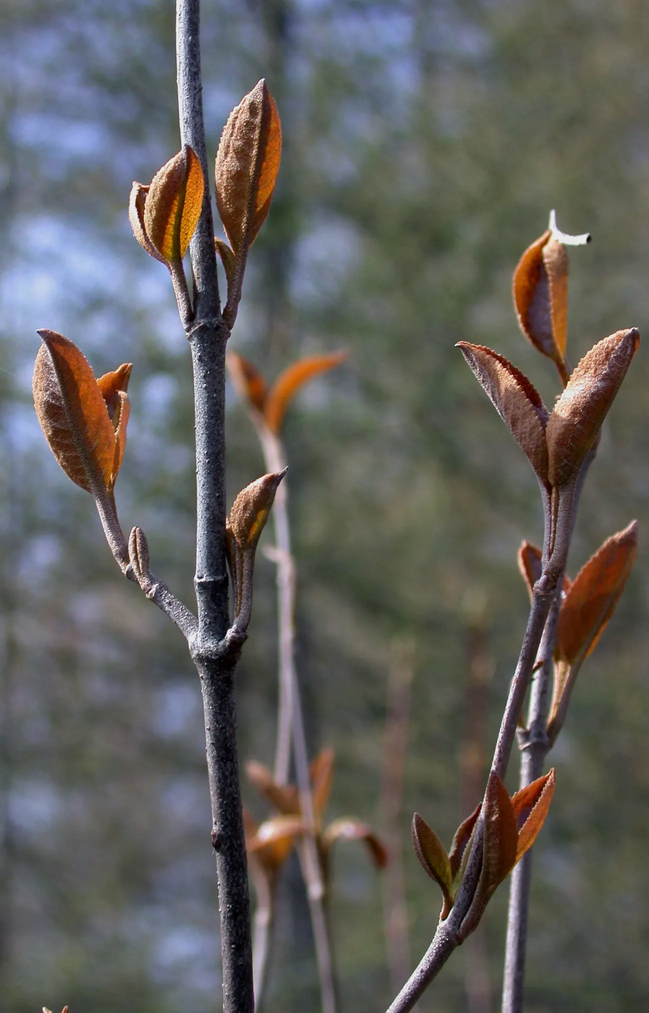 Possumhaw (Ilex Decidua) — These berries offer an important food source for birds and other wildlife during the colder seasons