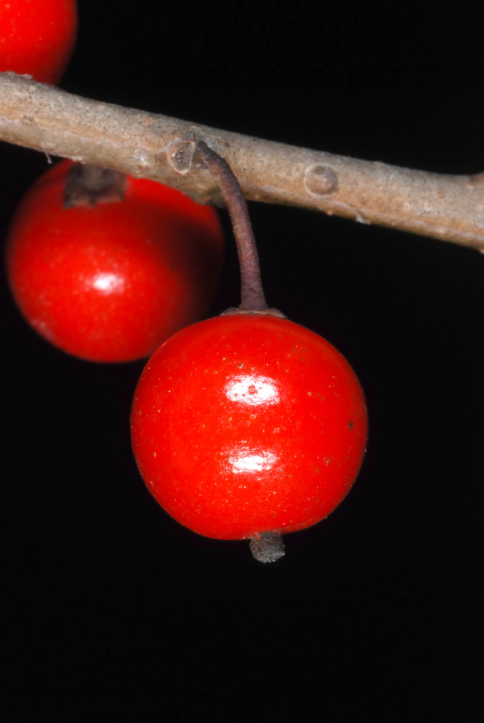 Possumhaw (Ilex Decidua) — and measure about 1 to 3 inches long; shrub with white blooms