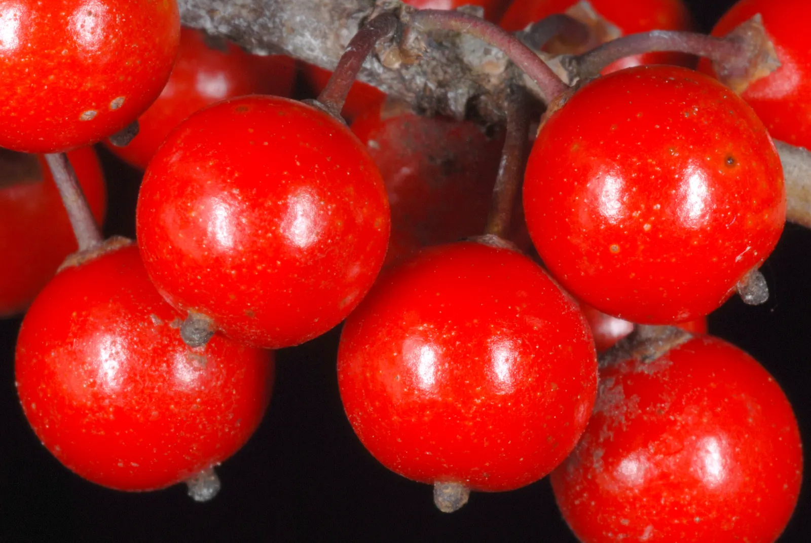 Possumhaw (Ilex Decidua) — which are followed by bright red to orange berries persisting throughout fall and into the winter months