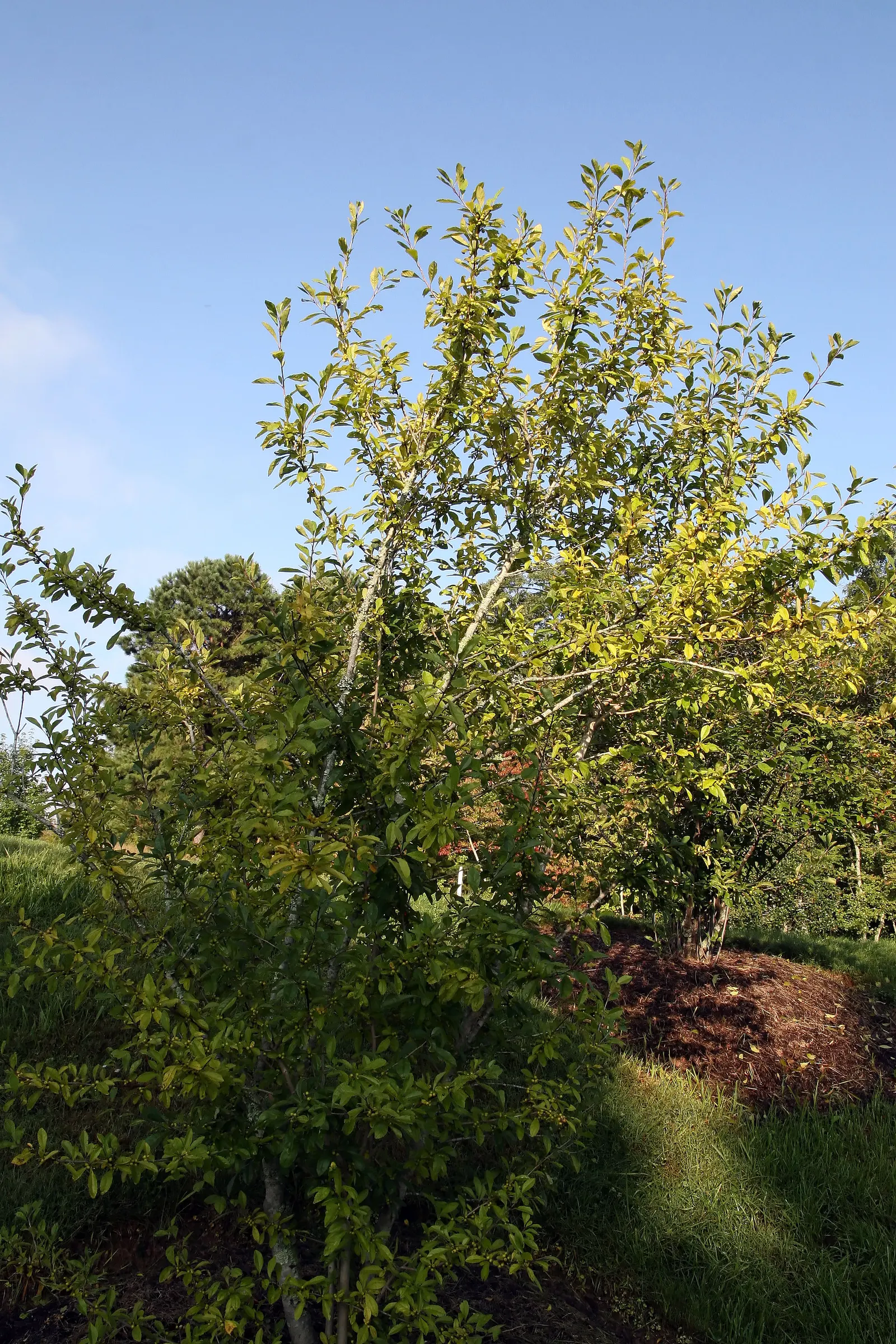 Possumhaw (Ilex Decidua) — from green in the growing season to yellow