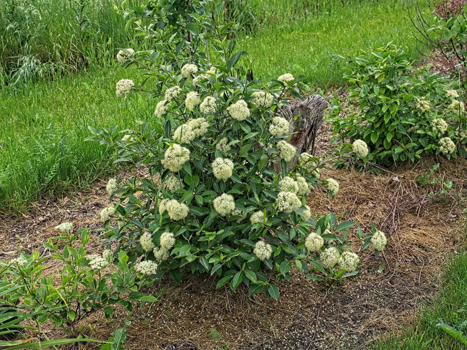 Possumhaw (Ilex Decidua) — prefers full sun to part shade; possumhaw (Ilex decidua) is a deciduous holly, image 52