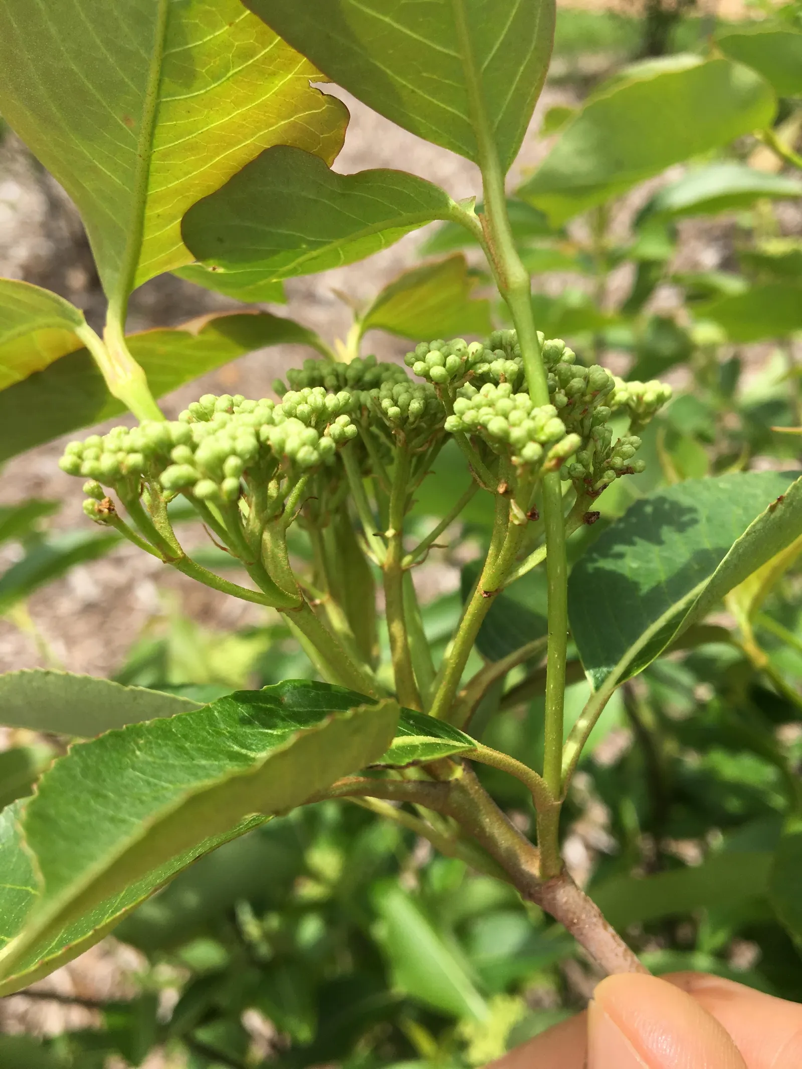 Possumhaw (Ilex Decidua) — This versatile shrub or small tree typically grows to a height of 15 to 30 feet with a spread of 10 to 15 feet; its stunning winter