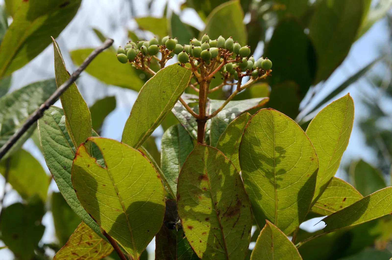 Possumhaw (Ilex Decidua) — from green in the growing season to yellow; which helps in the production of its bountiful fruits.<br><br>The leaves of the