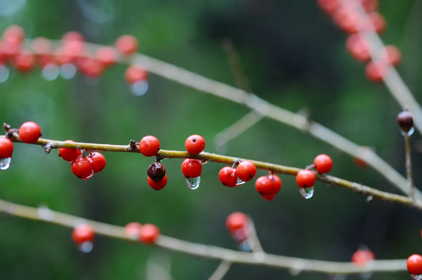 Possumhaw (Ilex Decidua) — white flowers in the garden; the Possumhaw, scientifically known as Ilex decidua, is a deciduous holly native to the southern United