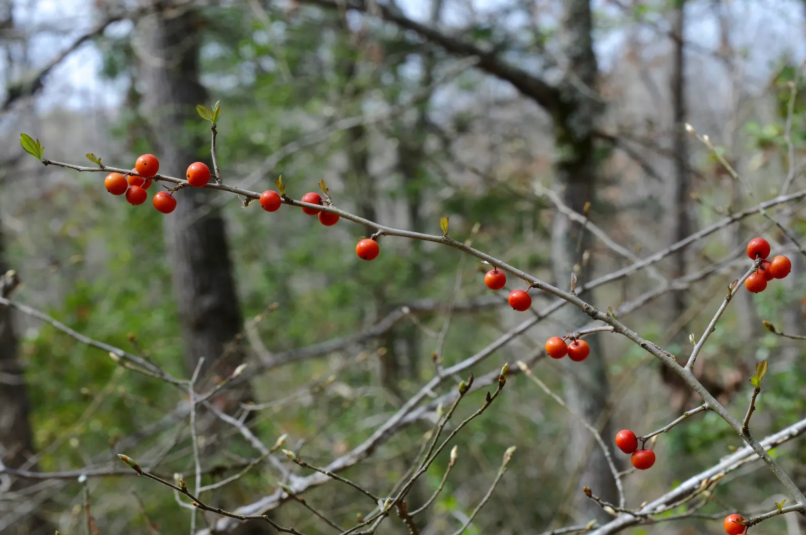 Possumhaw (Ilex Decidua) — and create eye-catching focal points in residential or commercial landscapes; they exhibit a glossy surface and take on, image 54